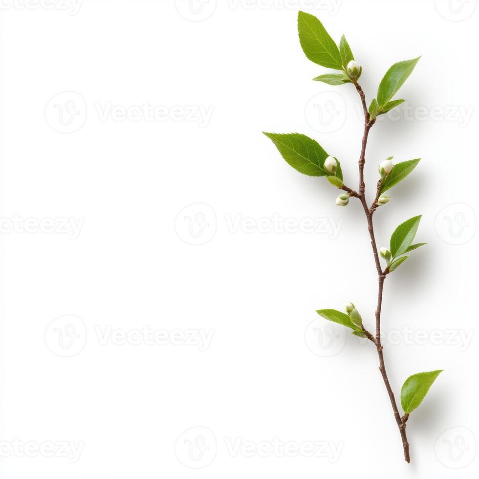 single twig with small buds and green leaves on white background photo
