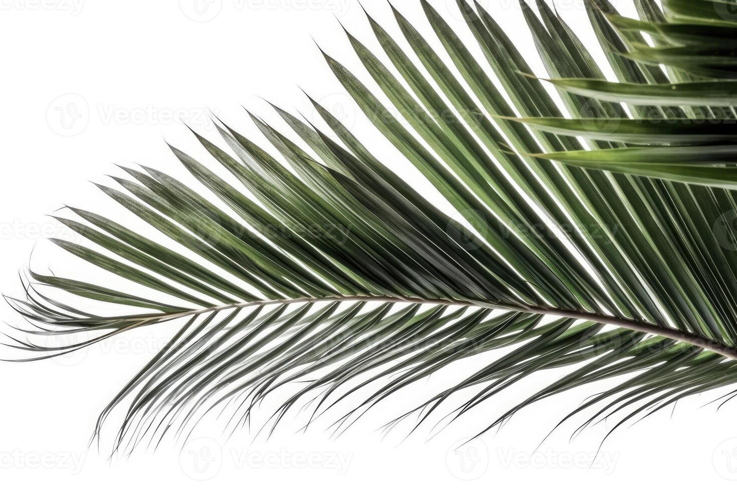 detailed close-up view of a palm leaf on a plain white background photo