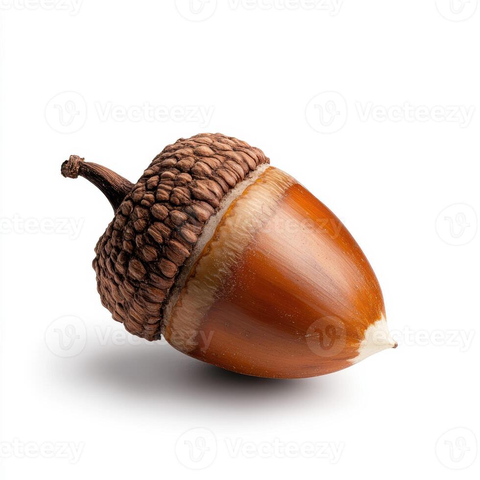 single acorn with its cap still attached on white background photo
