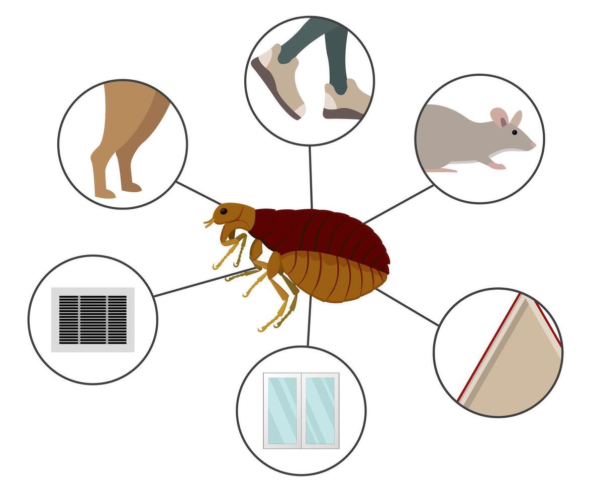 How fleas get into the house, pets, rodents, shoes, ventilation and cracks vector