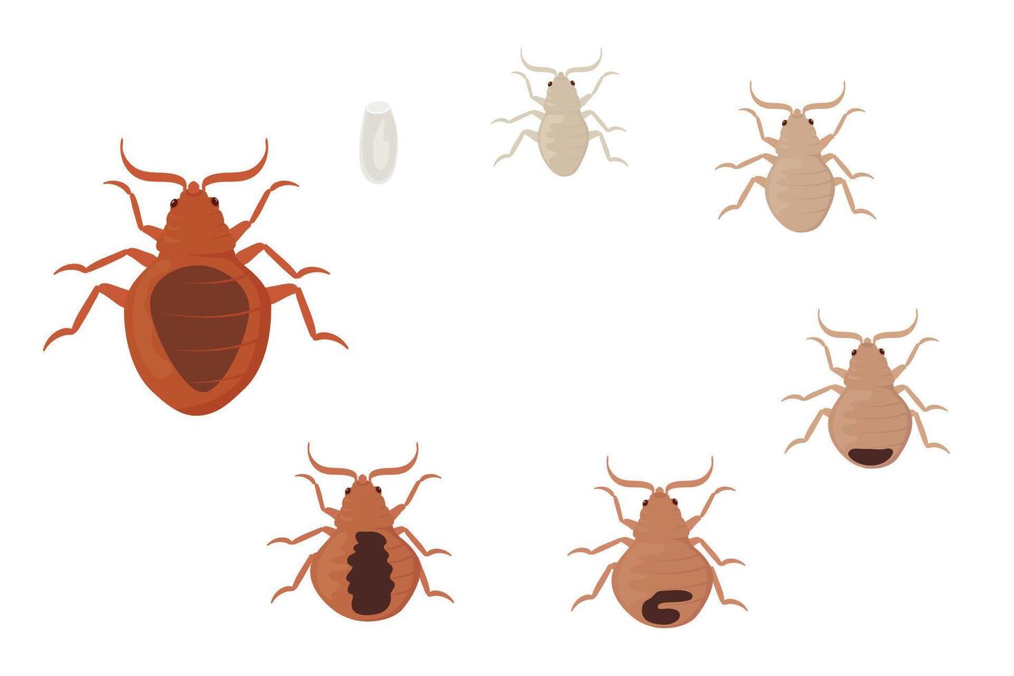 Bed Bugs Life Cycle Showing Different Stages of Development vector