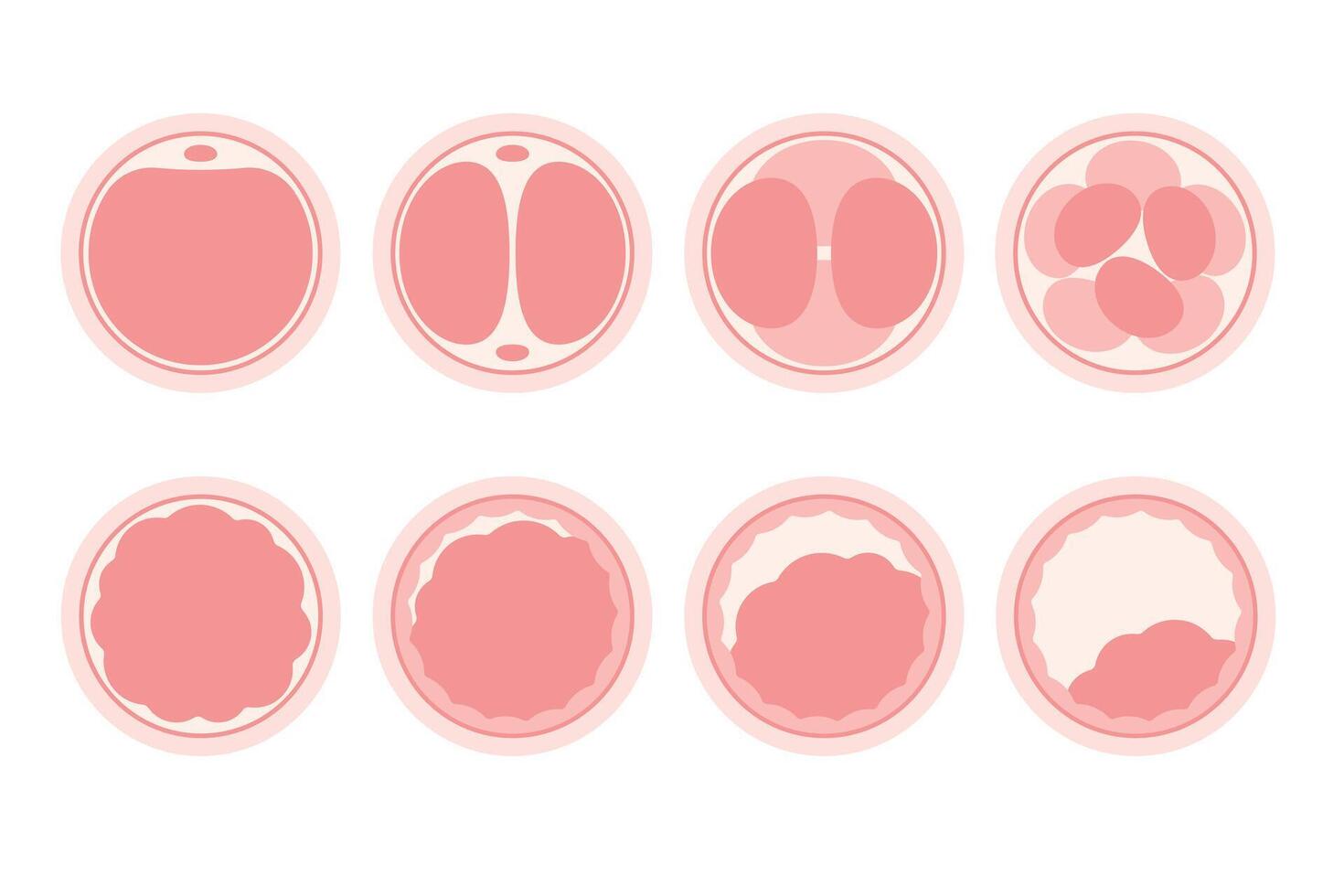 Stages of Embryo Development. Educational medical information. Flat design illustration. vector