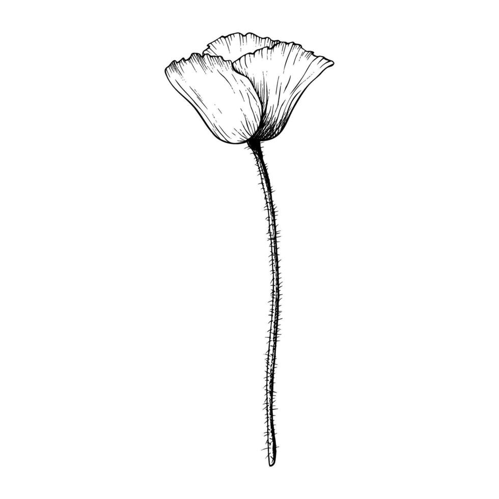 Poppy flower graphic. Hand drawn botanical illustration in outline style. Wild flower monochrome sketch. vector