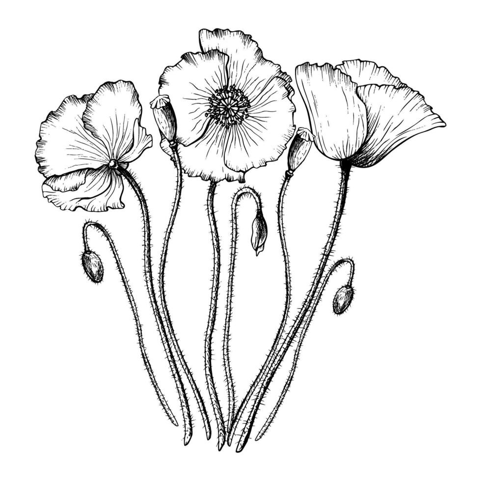 Blooming Poppy flowers and buds composition. Hand drawn botanical illustration. Wild flower monochrome sketch. vector