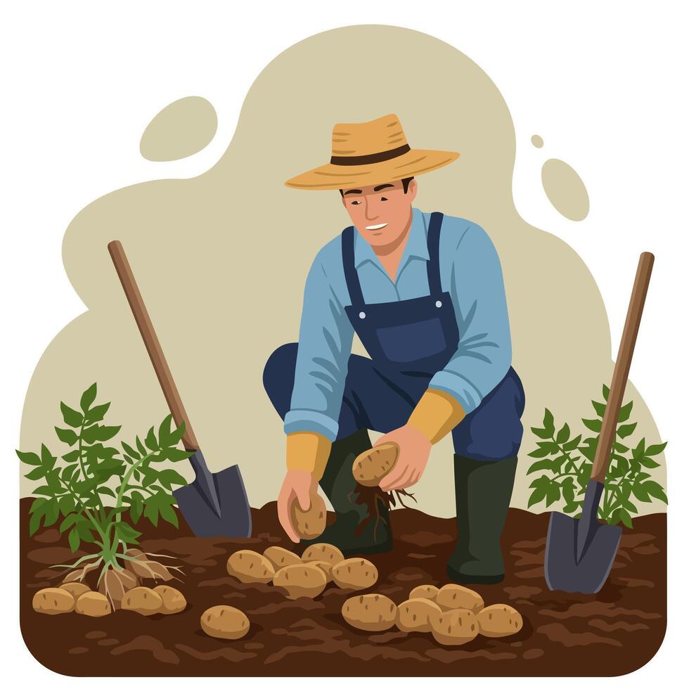 Farmer Harvesting Potatoes Freshly Dug From the Soil with Tools vector