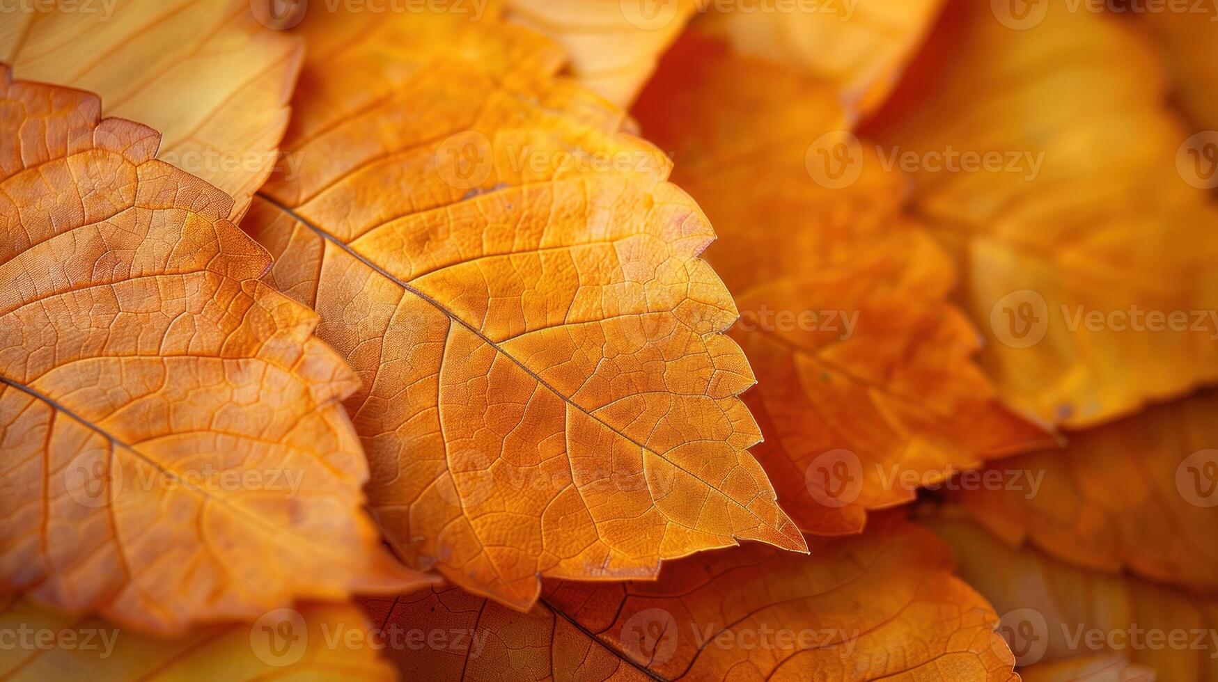 Close-up of vibrant autumn leaves, displaying intricate vein patterns and warm orange hues. photo