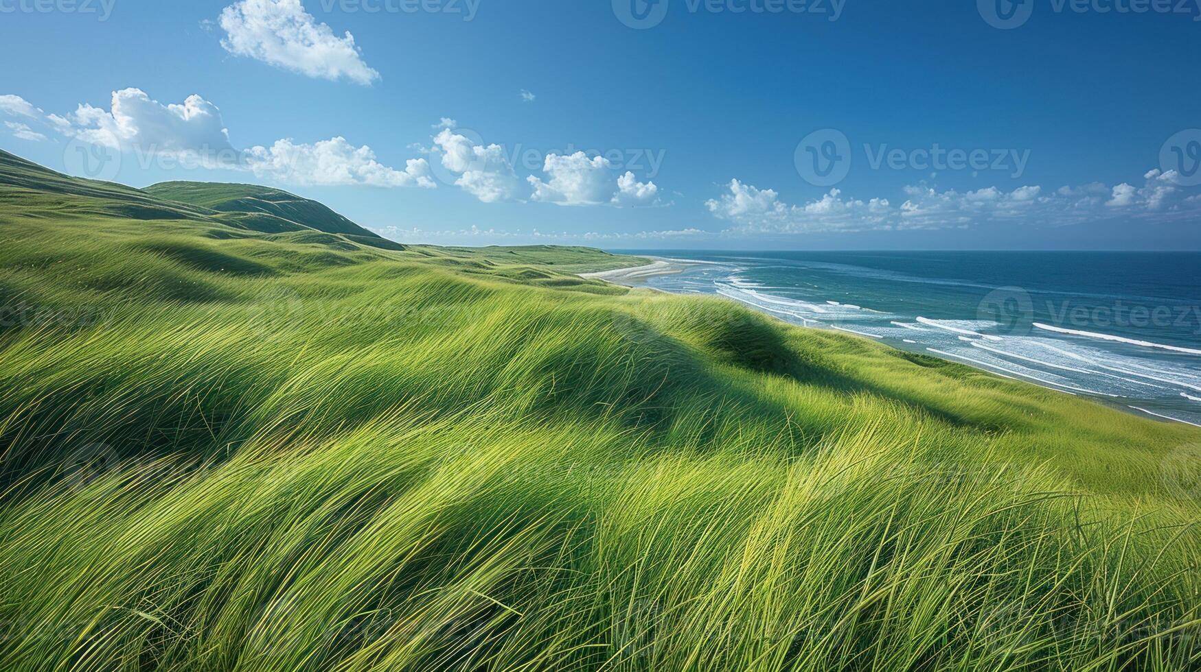 Lush green grass field meets the ocean with waves. Vast expanse of grassy dunes on the coast, bright sunlight and fluffy clouds in the sky. Coastal scenery. photo