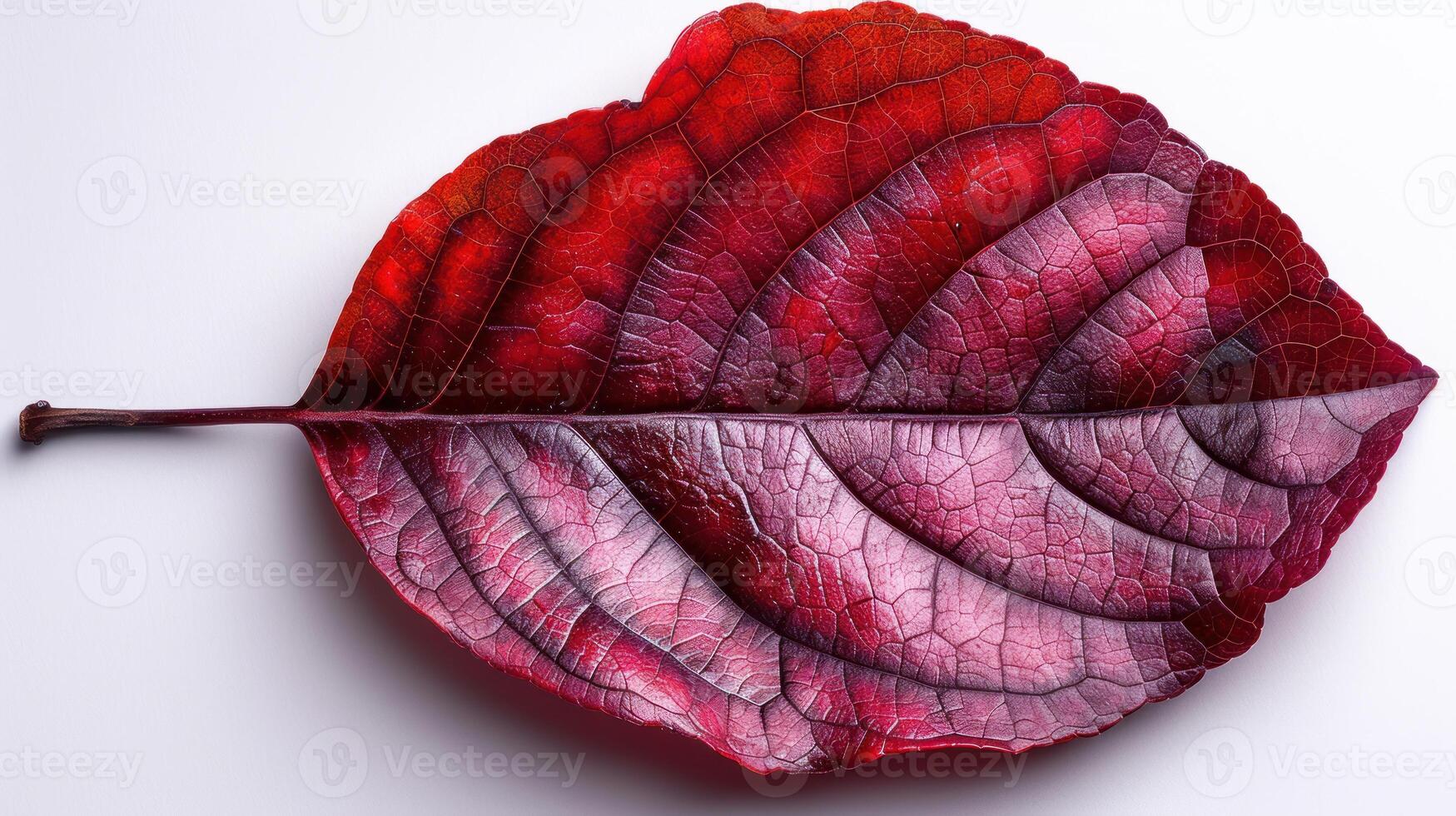 Vibrant autumn leaf, detailed close-up view of intricate veins and rich colors. photo