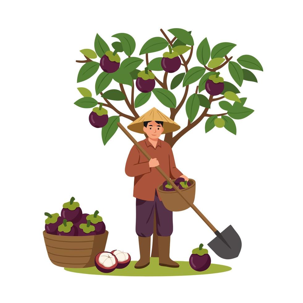 Gathering Fresh Mangosteen From Tree Farmer Harvesting Ripe Fruit vector