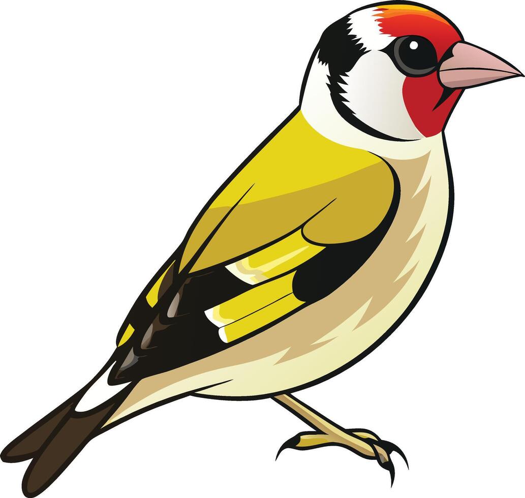 European Goldfinch Bird Illustration Isolated vector
