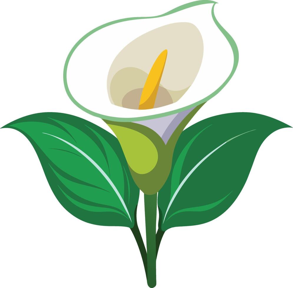 Stylized Calla Lily Flower with Green Leaves vector