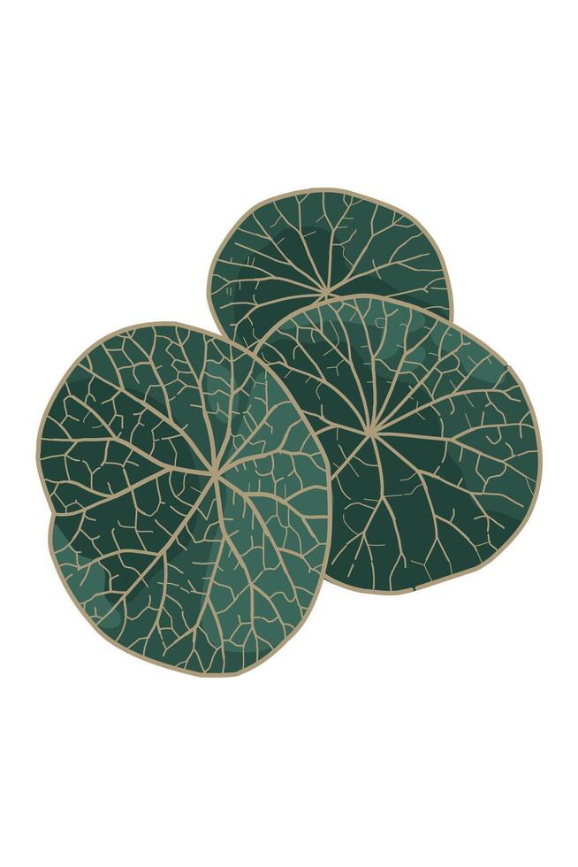 Stephanie erecta round leaves texture issolated on white background vector