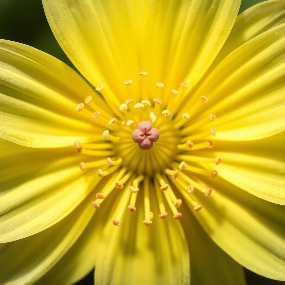 Close up of a yellow flower with a center stamen photo