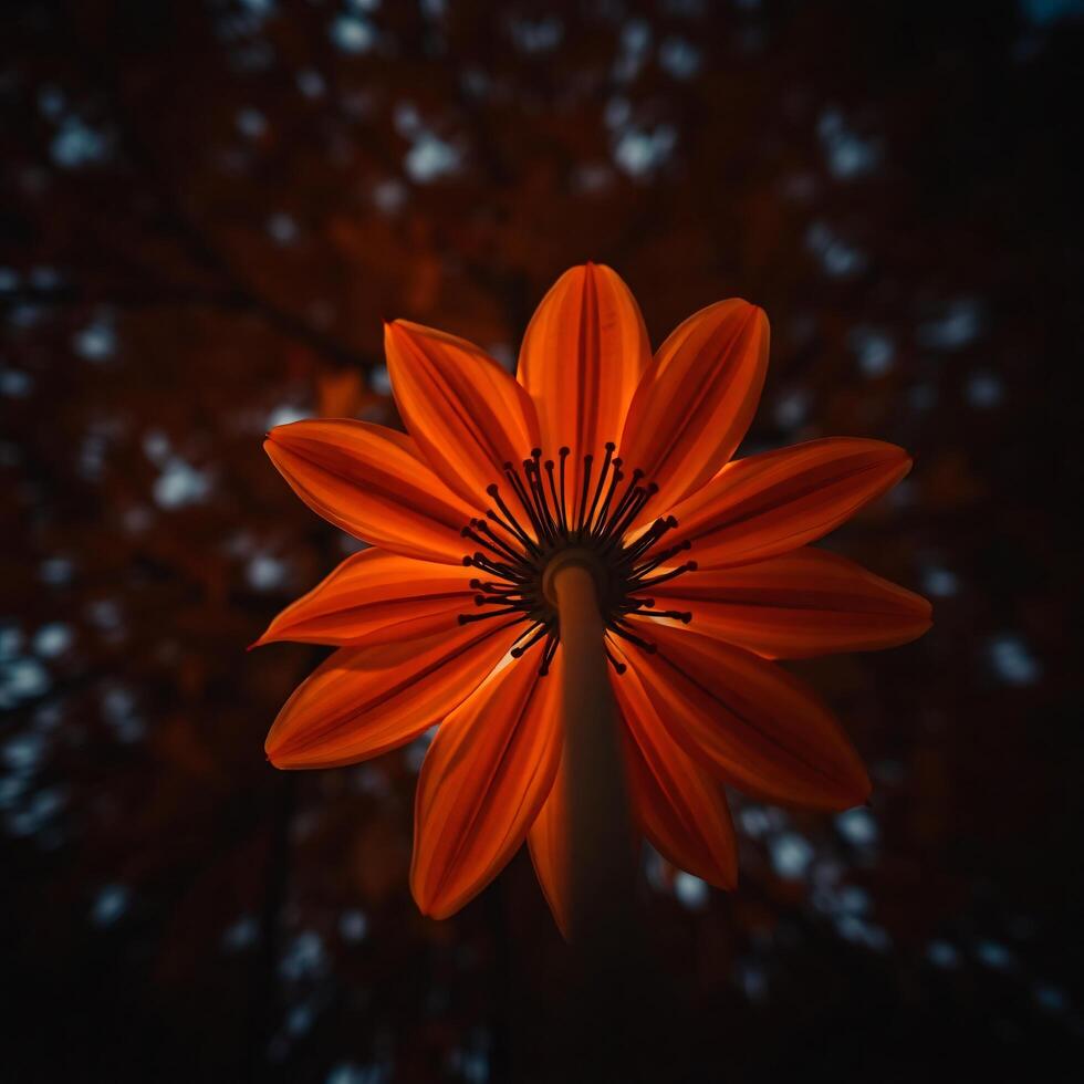 A close up of a red flower in the dark photo