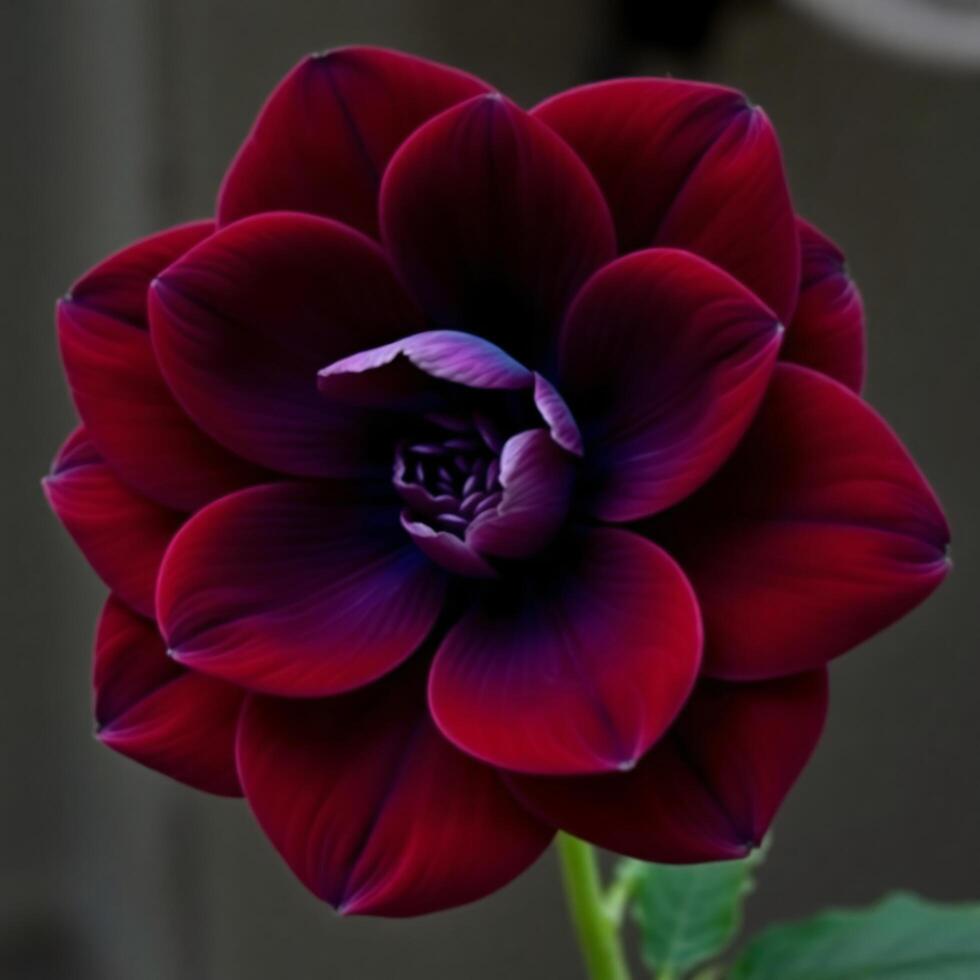 A large red flower with purple petals photo