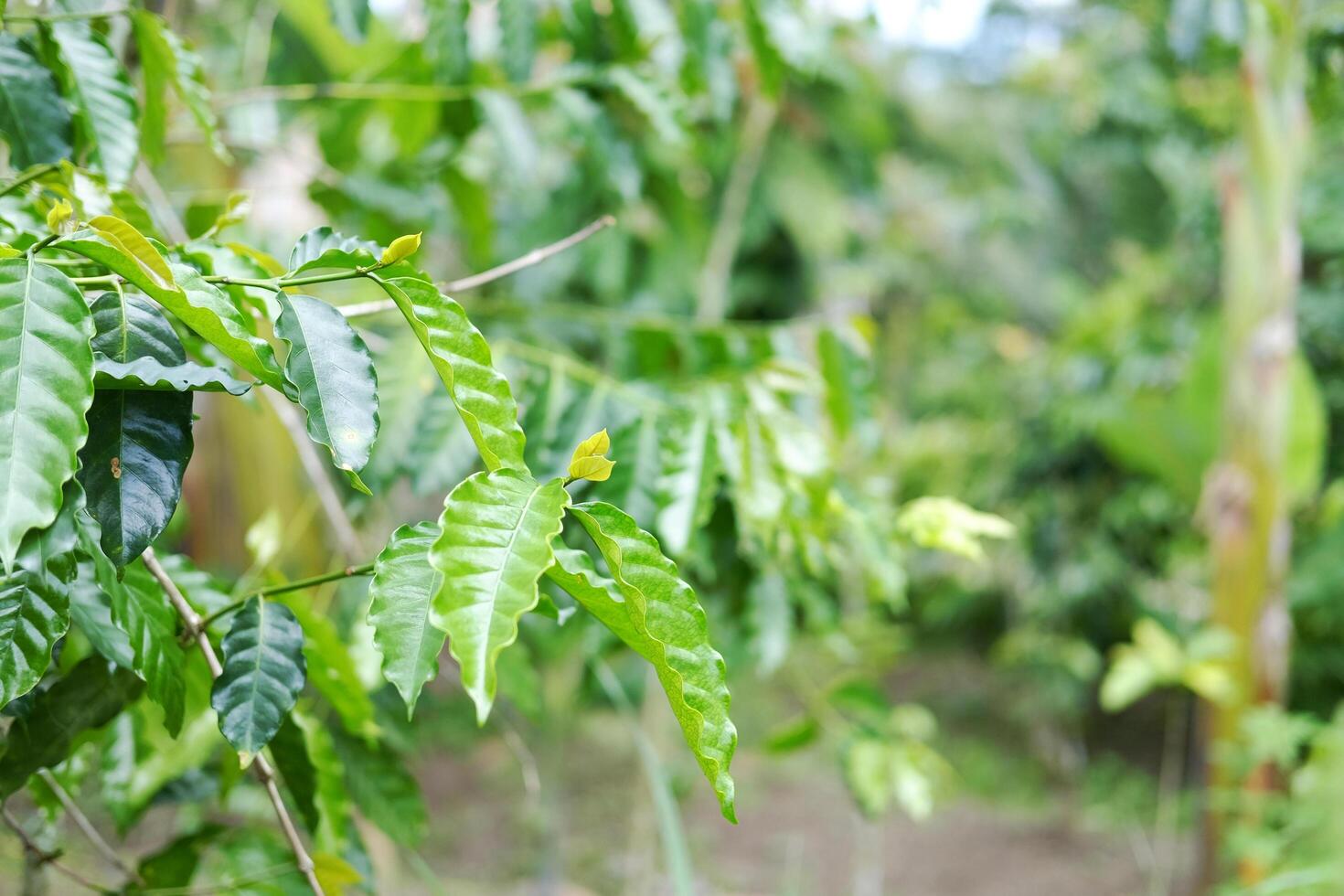 Beautiful fresh coffee plantation and leafy coffee tree with young coffee leaves branch of agriculture photo