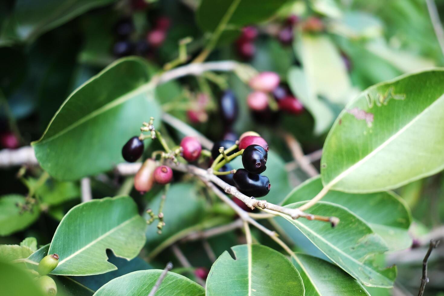 Fresh Arabica coffee or berries with fresh seed coffee tree growth in green organic farm agriculture photo