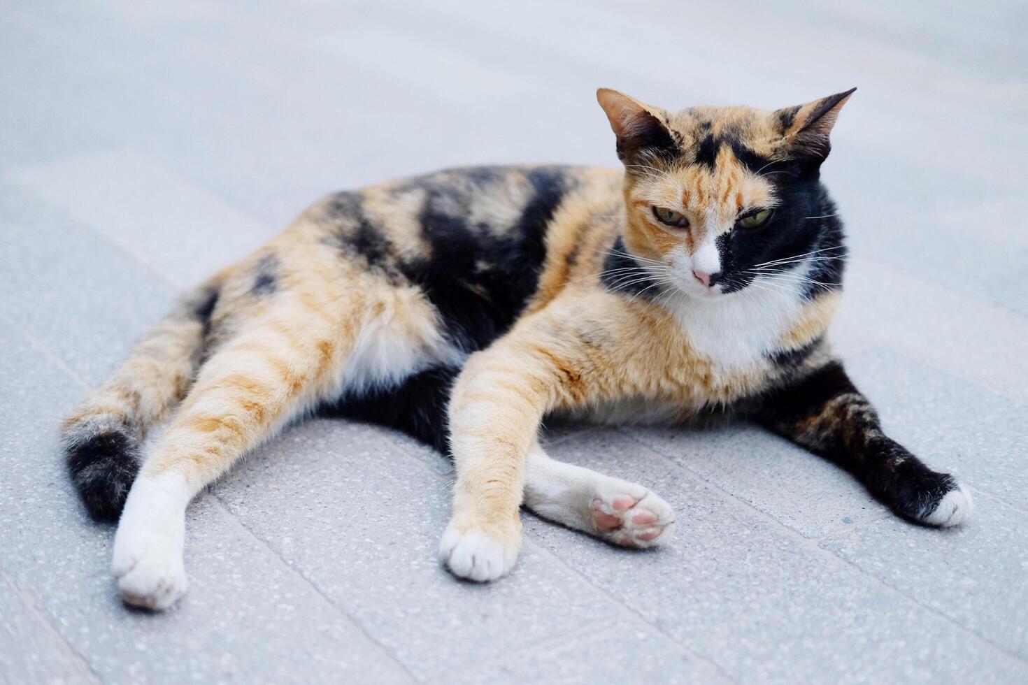 Cute adorable happy cat is black and orange color in fur sleeping and relaxing on concrete floor outdoor photo