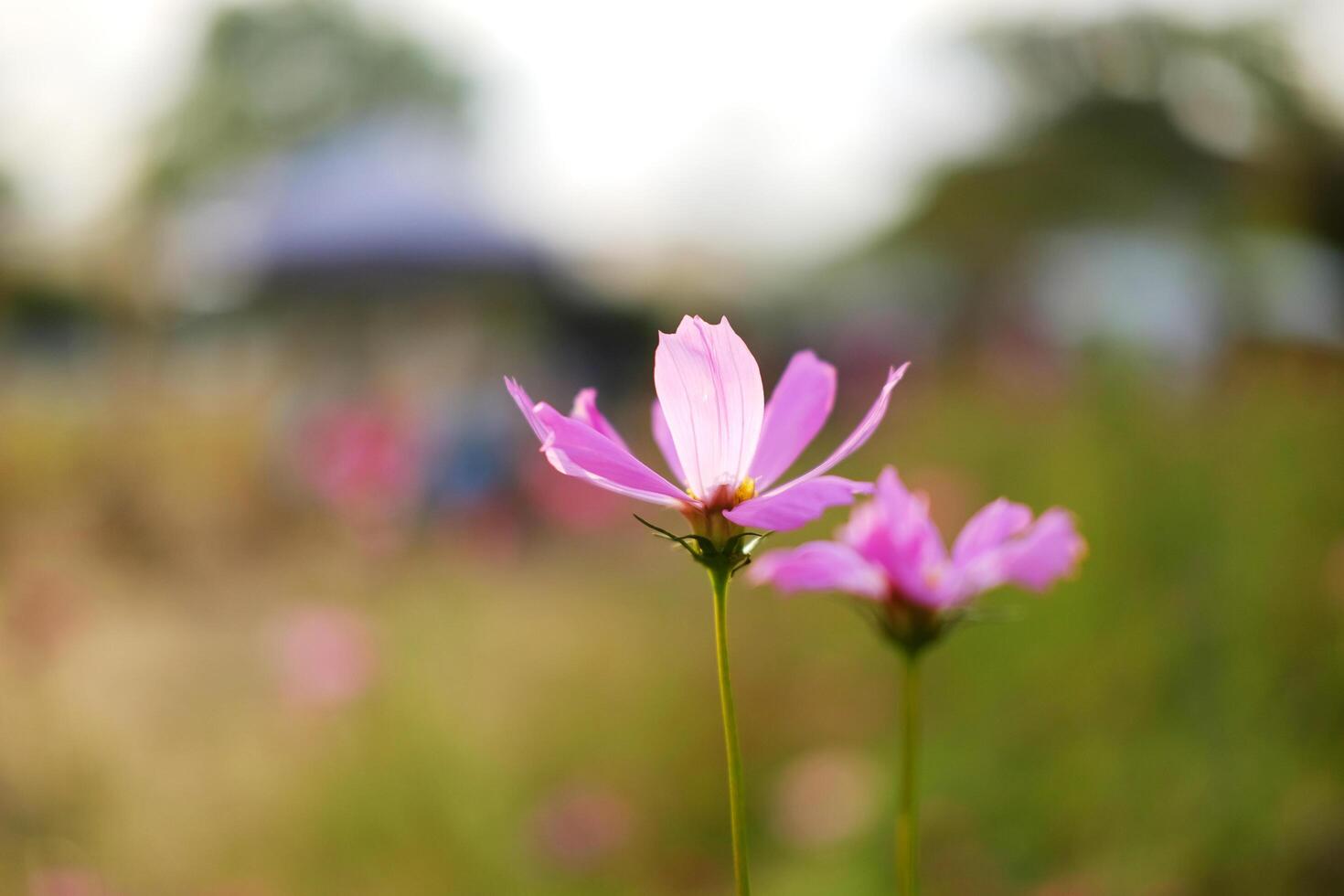 Close up blooming pink cosmos flower and pollen in a meadow of wildflower with sunny on summer in tropical garden. Copy space photo