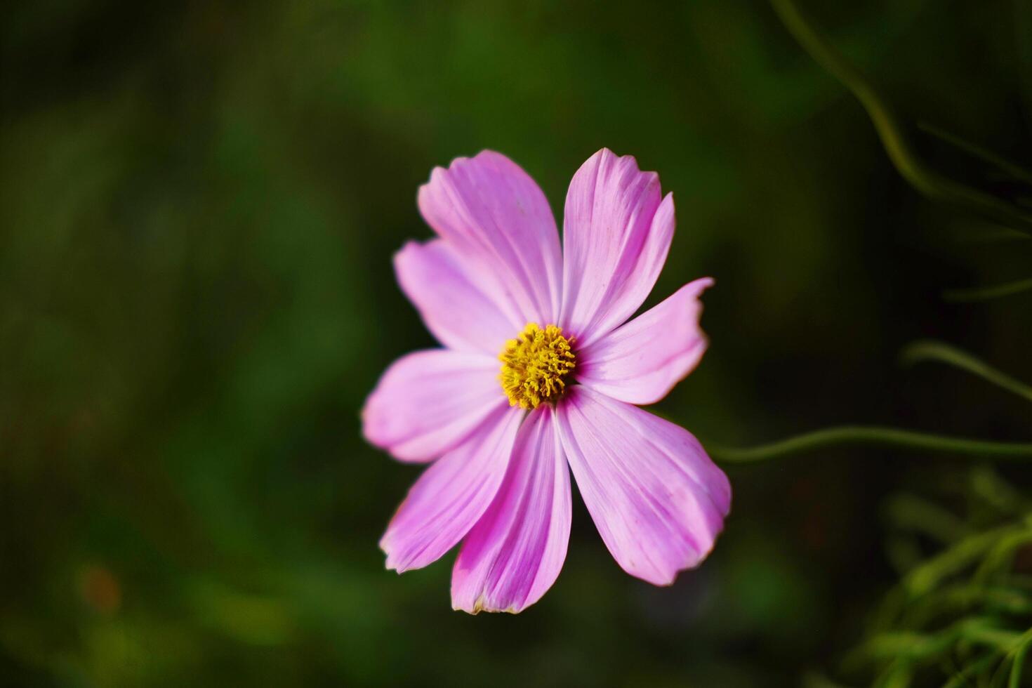 Close up blooming a pink cosmos flower and pollen in a meadow of wildflower with sunny on summer in tropical garden. Copy space photo