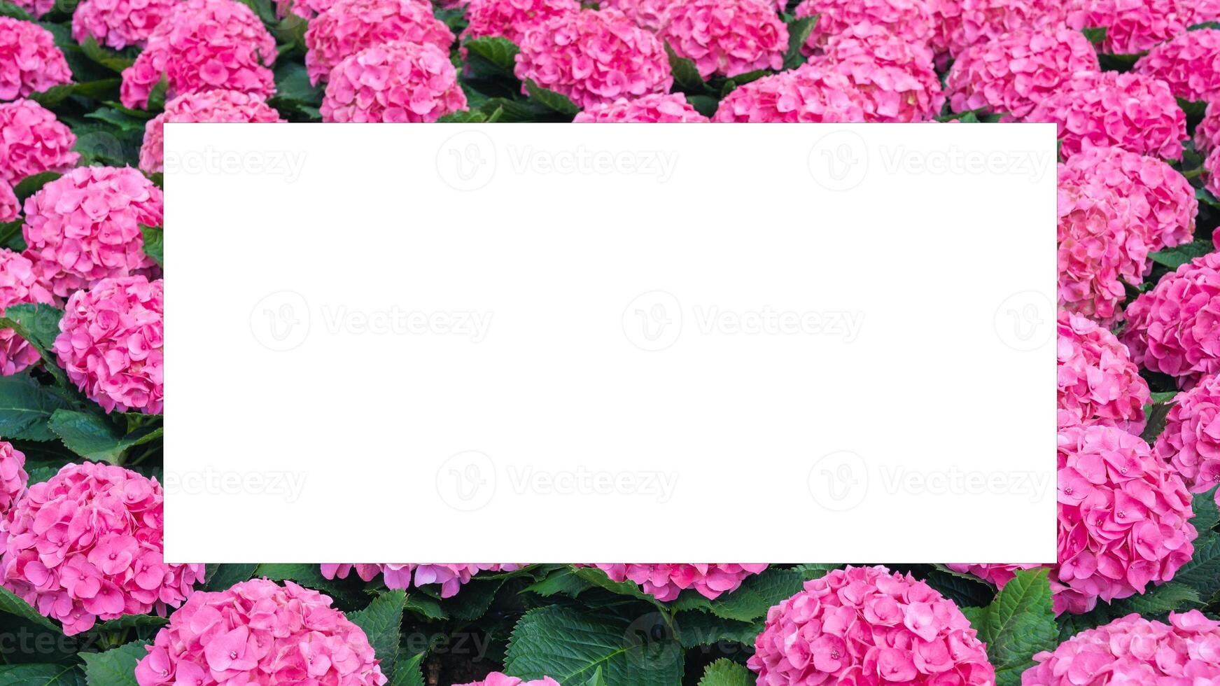 Panoramic Flat Lay layout of a blank paper map sheet on a pink hydrangea background. mockup of business card, card, top view. photo