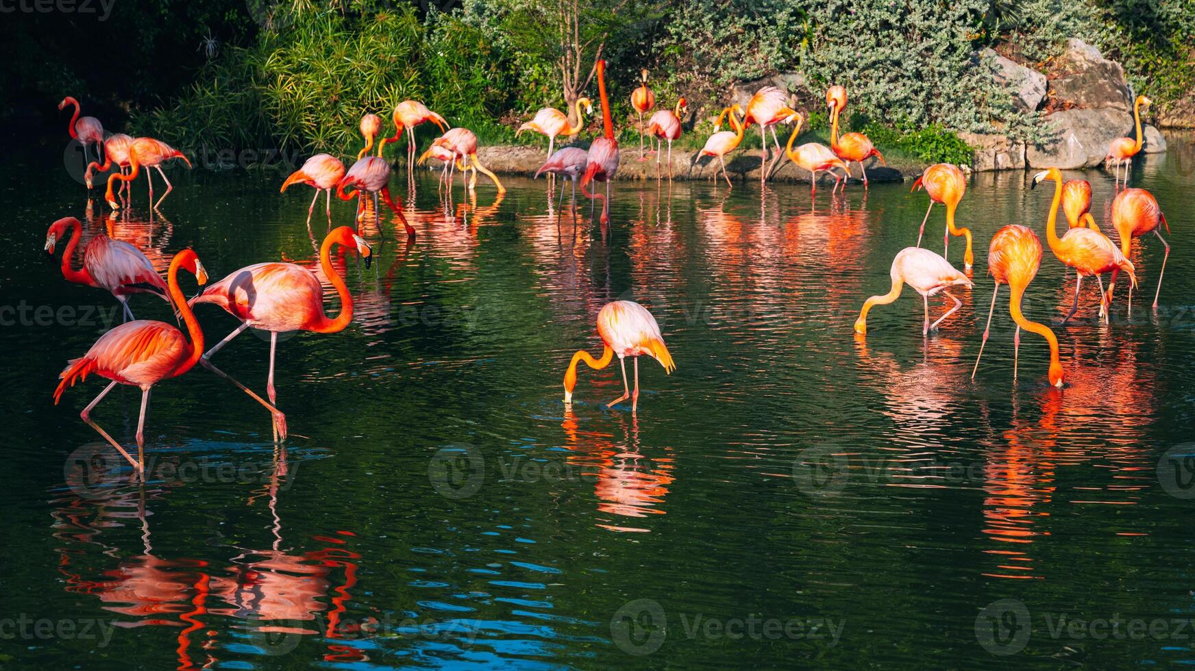 A group of pink long-legged flamingos in a pond. Panoramic background. photo