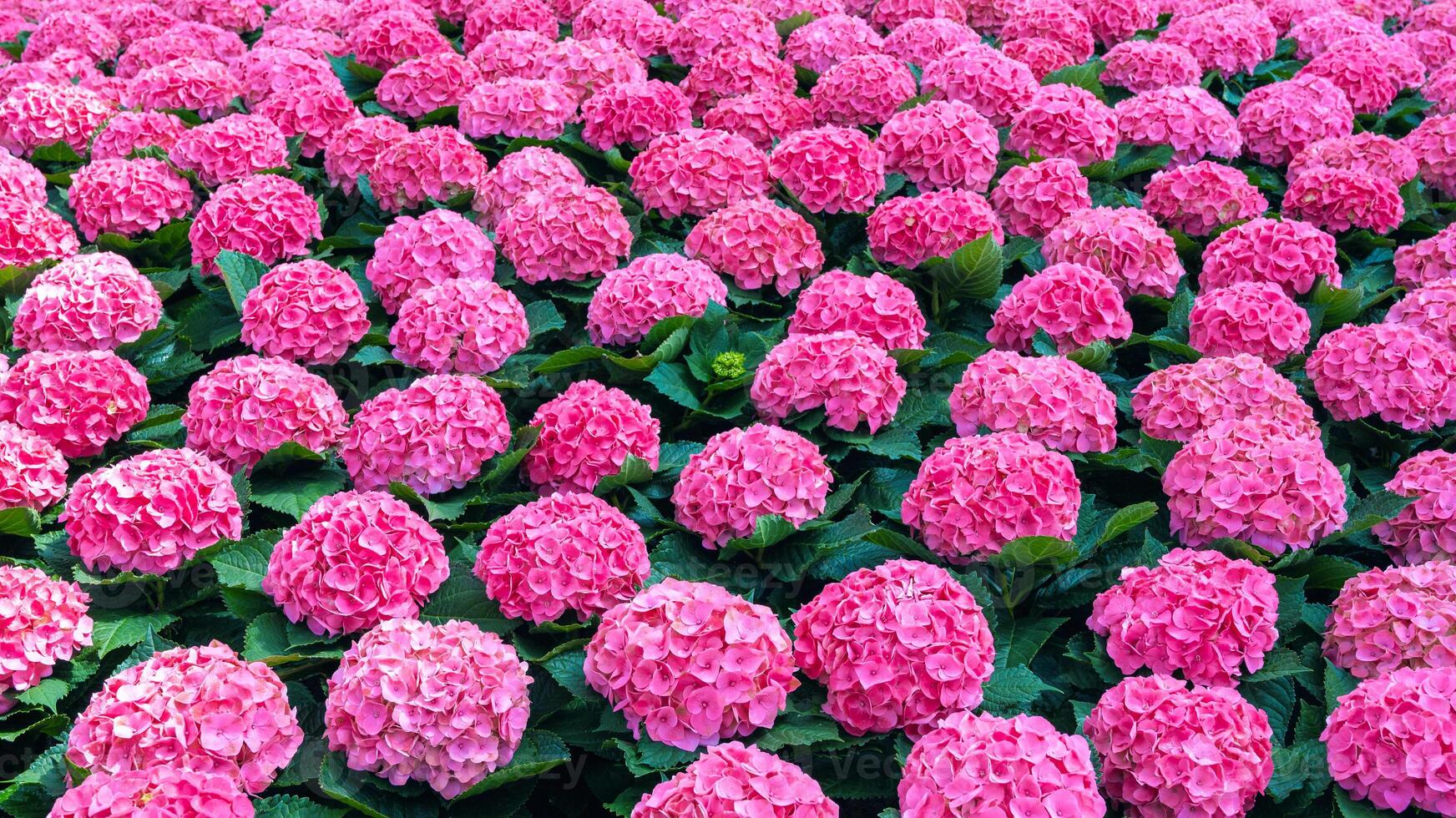 Panoramic background with a beautiful pink hydrangea in close-up. mockup of business card, card, top view. photo