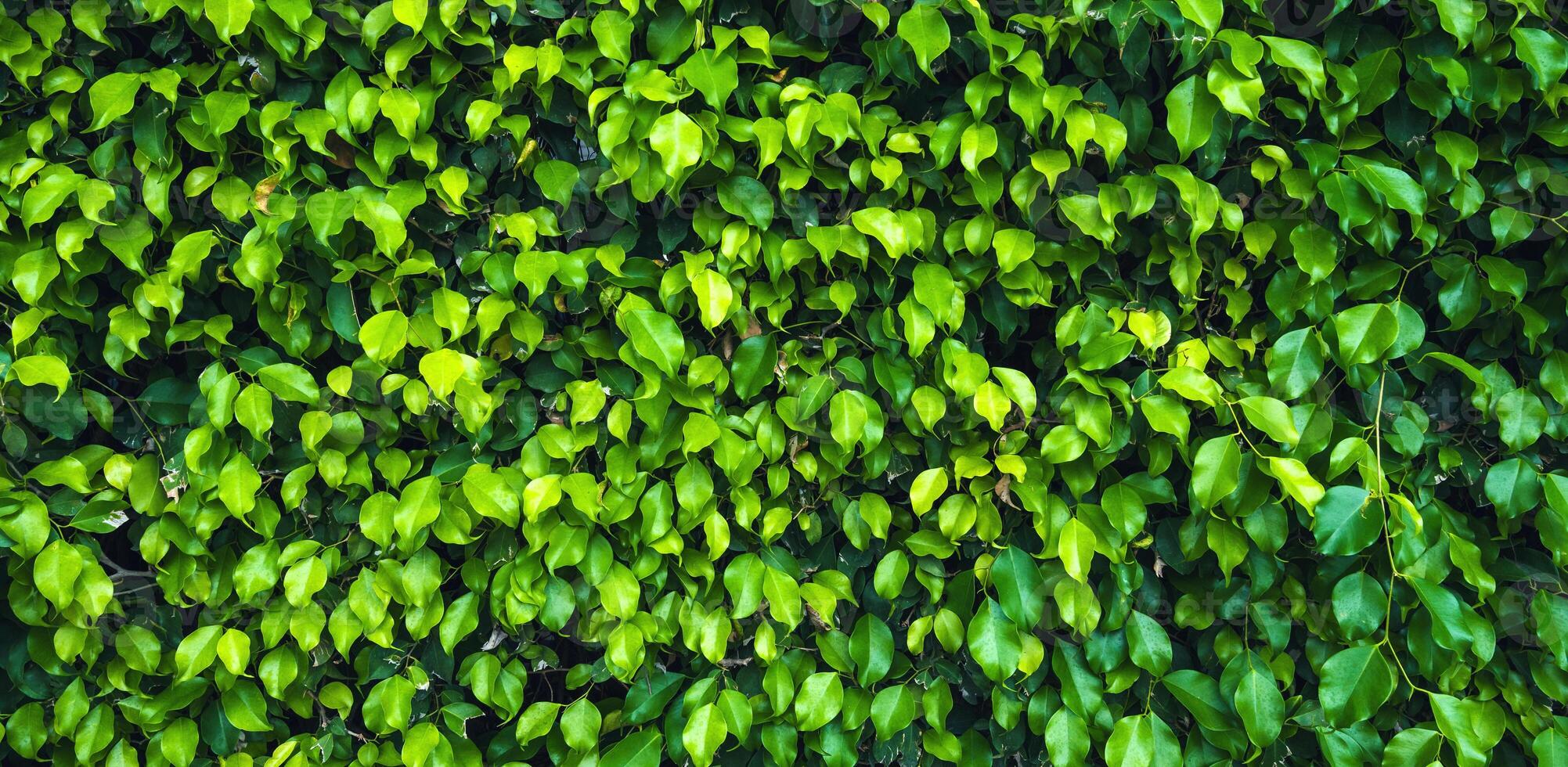 panoramic green leaf background,texture. Green grass background or the naturally walls. photo