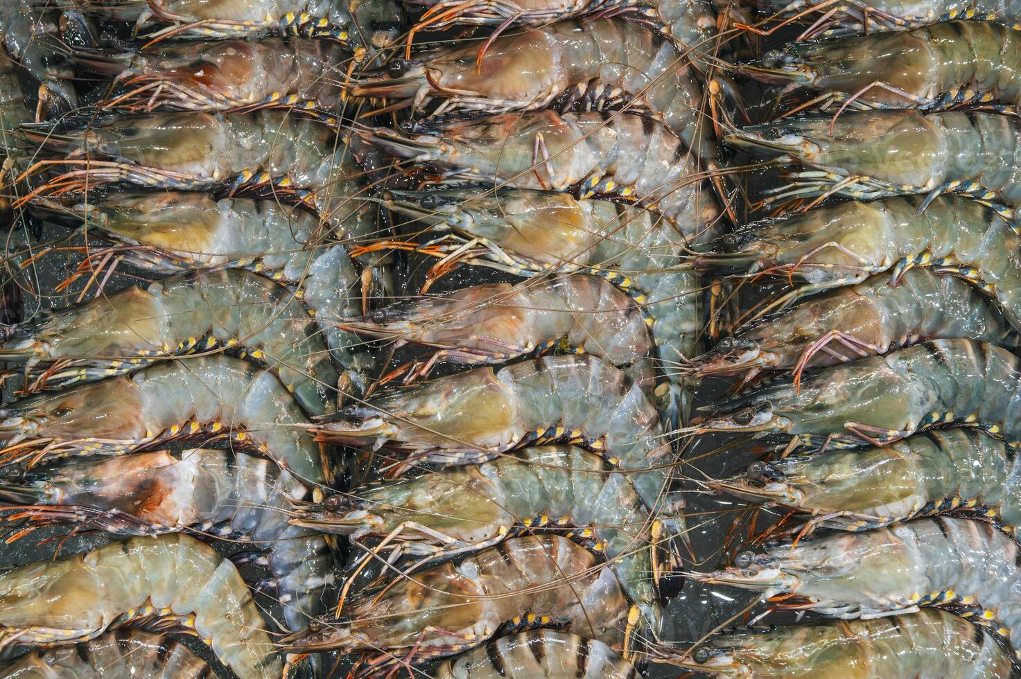 Close up raw fresh shrimp lying in straight rows. Top view photo