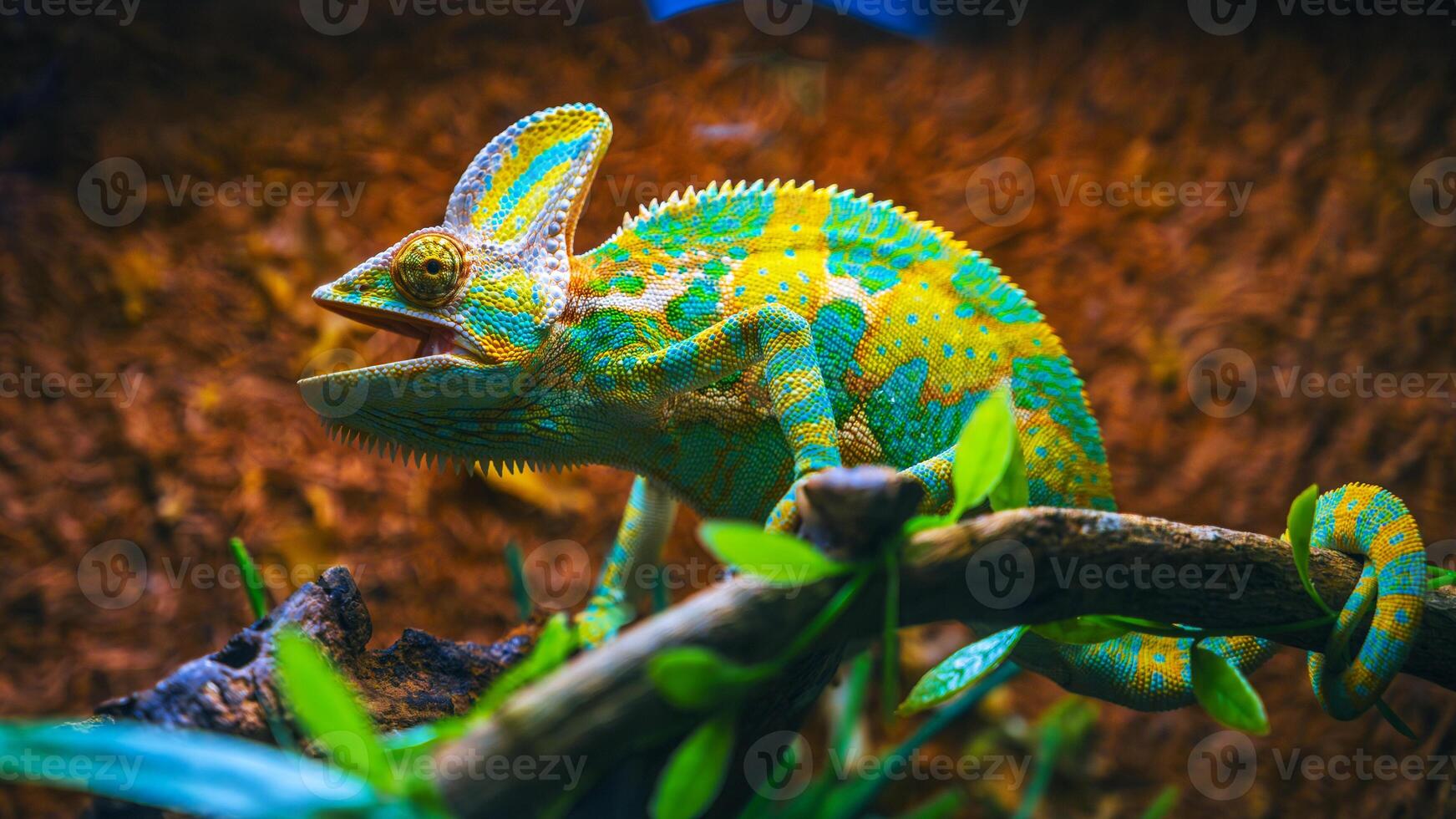 Close-up of the veiled chameleon is a species of chameleons native to the Arabian Peninsula. photo