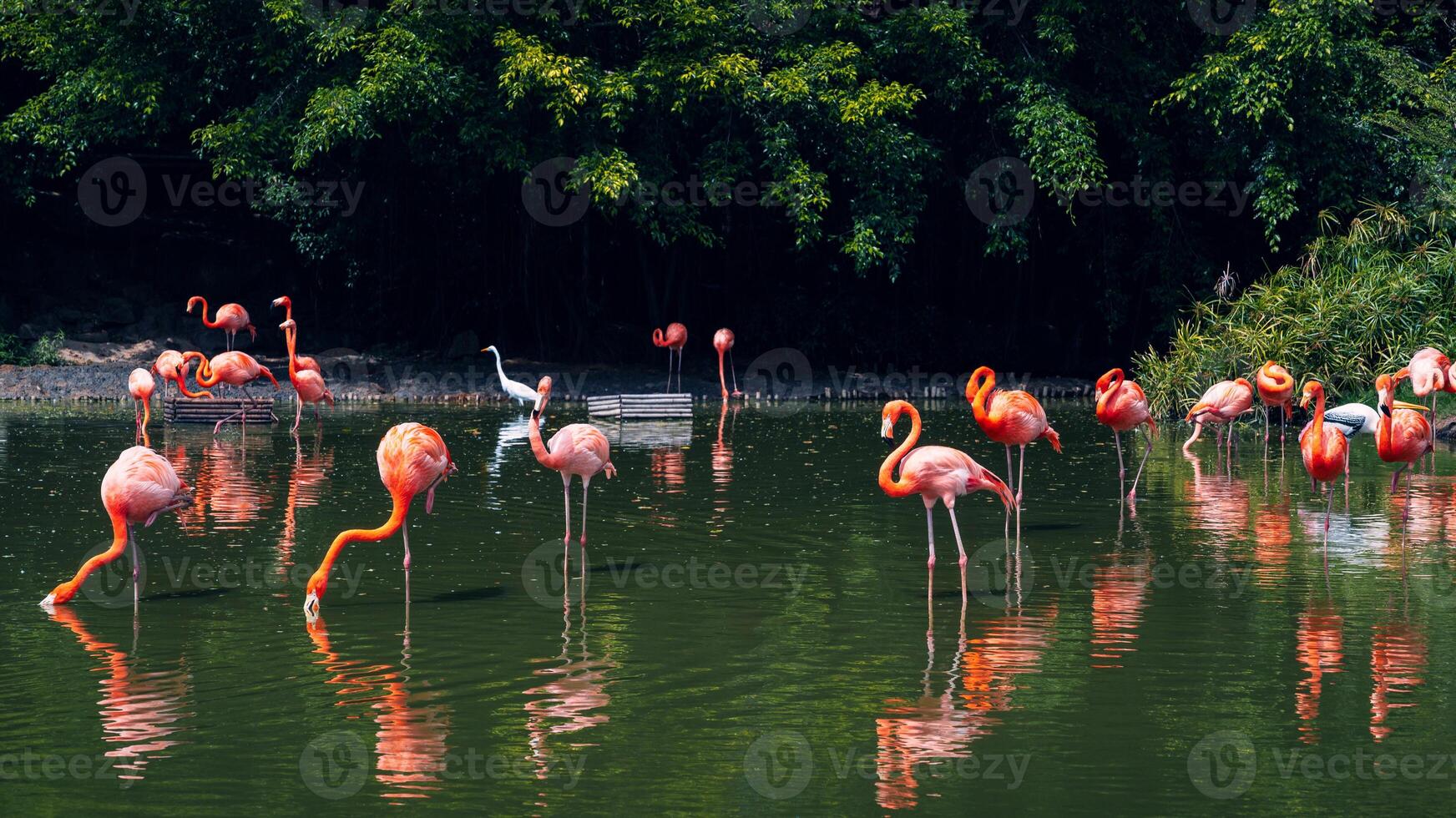 Pink long-legged flamingos in a pond. Panoramic background photo