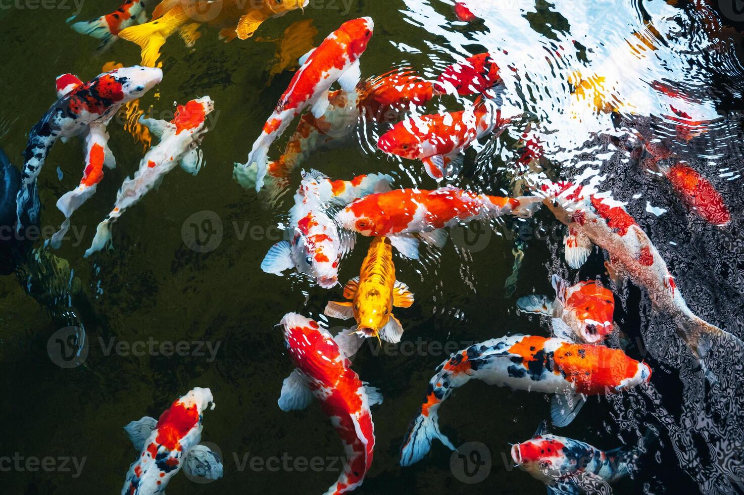 Golden carps and koi fishes in the pond photo