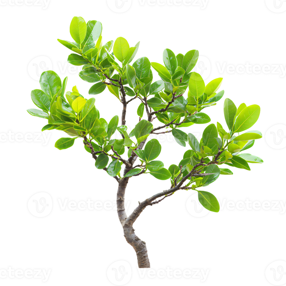 Lush Green Tropical Tree Branch Isolated Vibrant Foliage Detailed Texture Nature Photography png