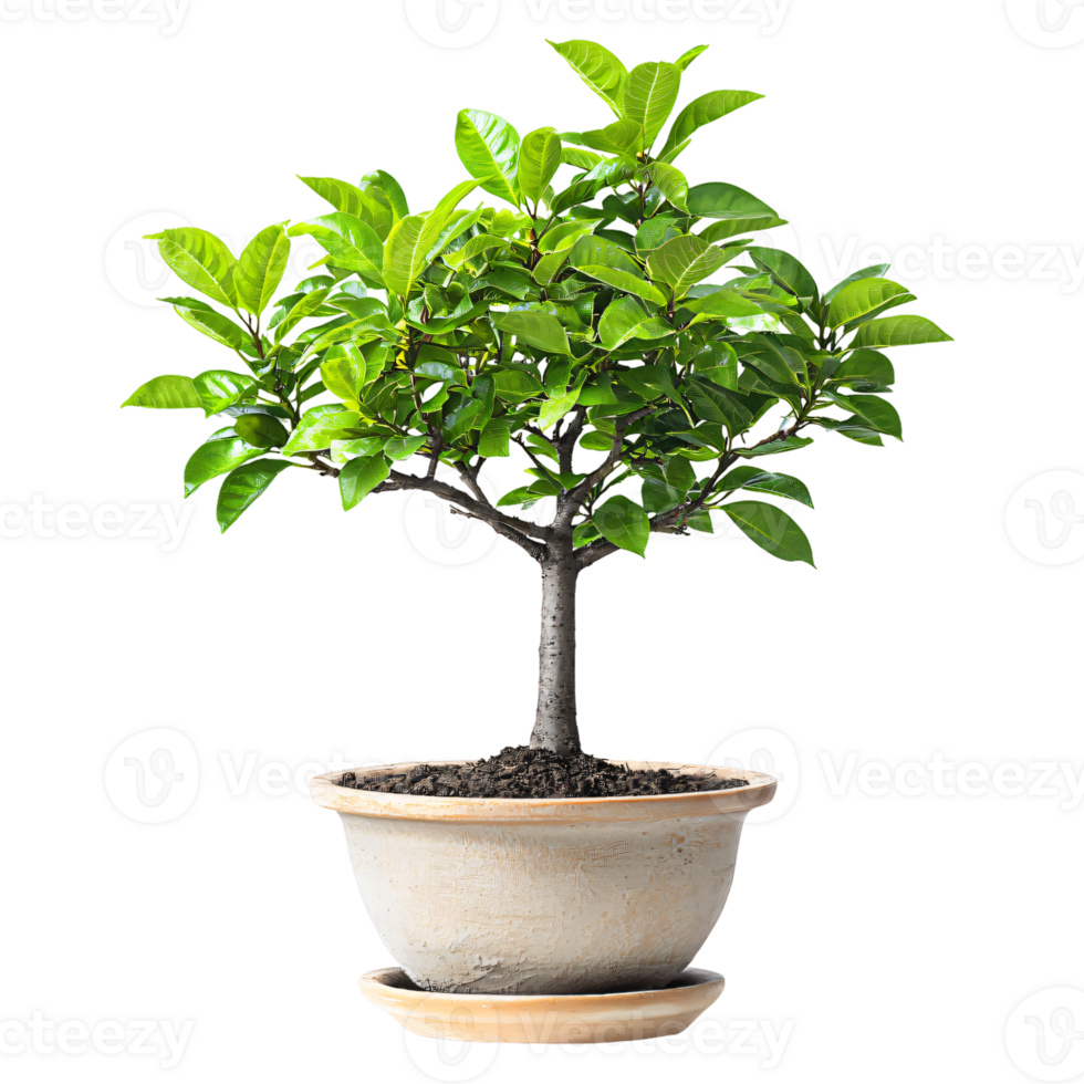 Lush green bonsai tree in decorative pot isolated transparent background vibrant foliage png