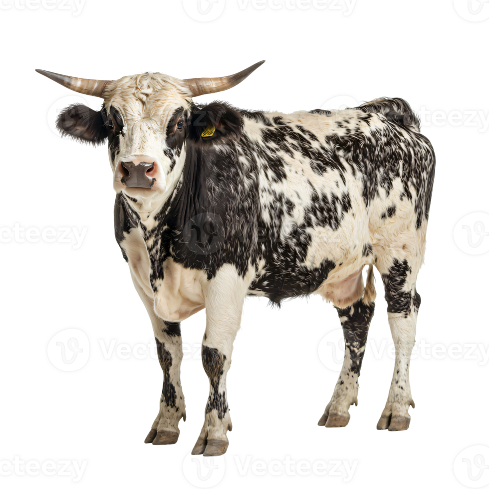 Majestic texas longhorn bull black and white isolated transparent background png