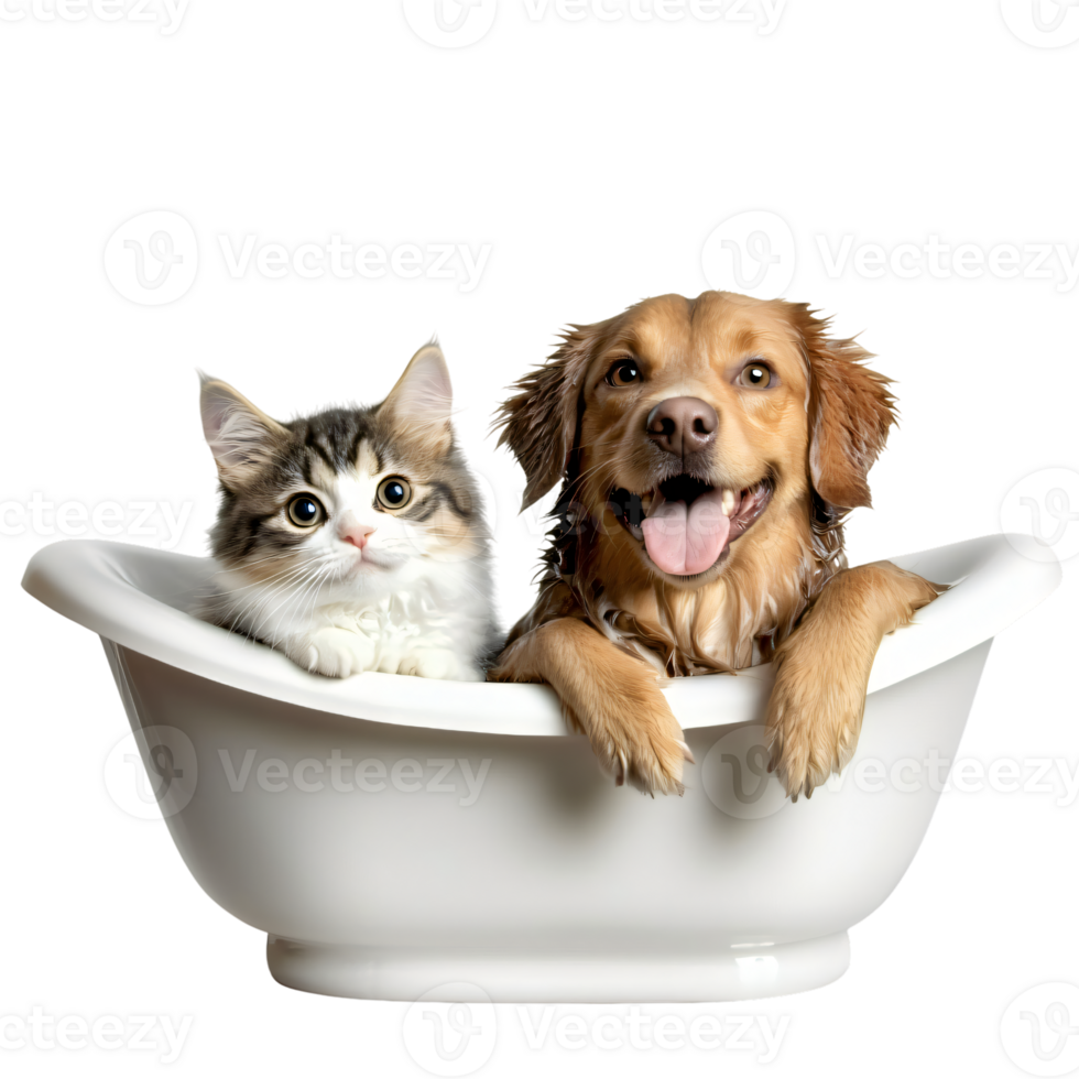 Adorable Golden Retriever Dog and Fluffy Cat Bathing Together in a White Tub png