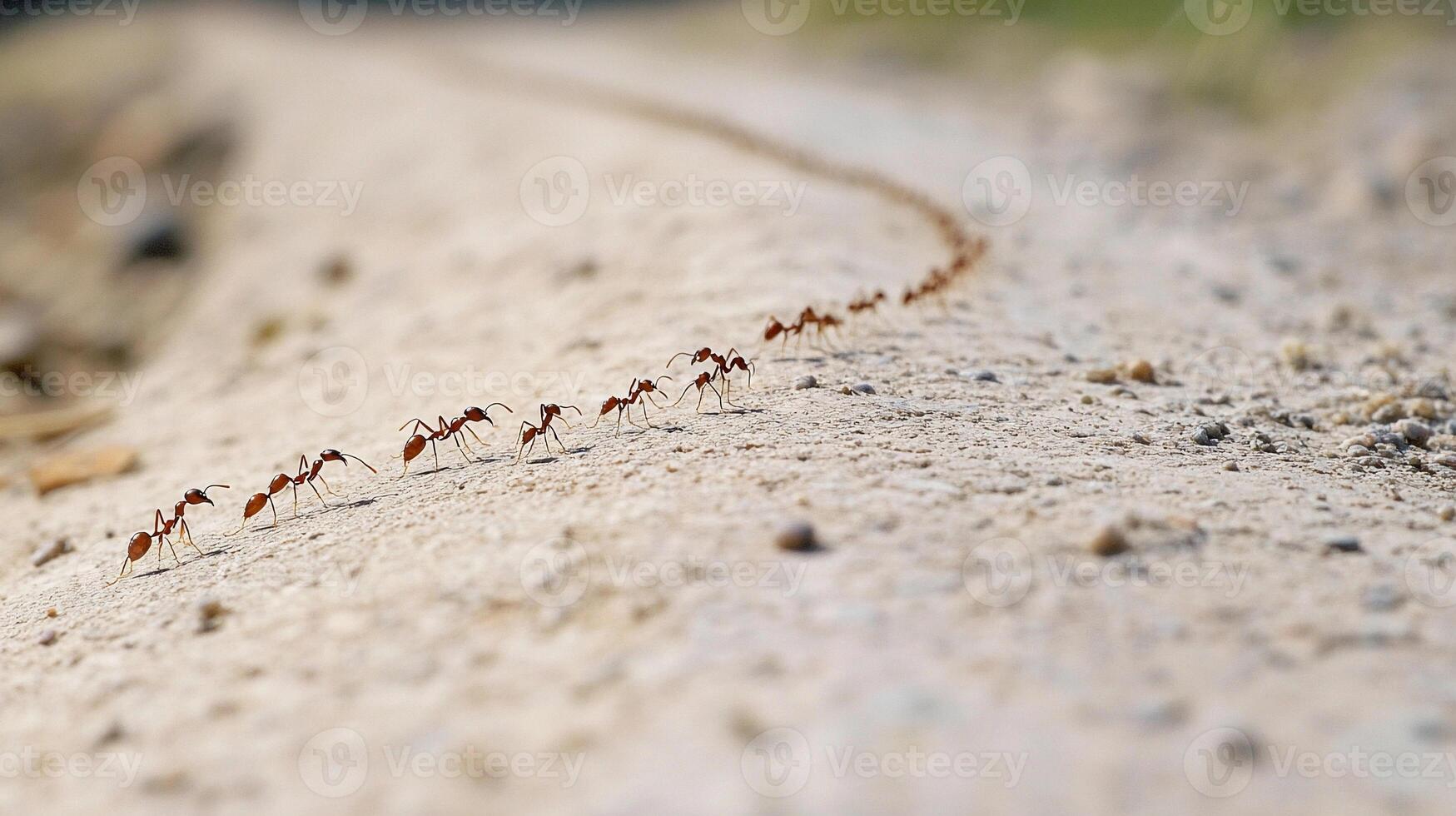 A group of ants walking across a dirt road photo