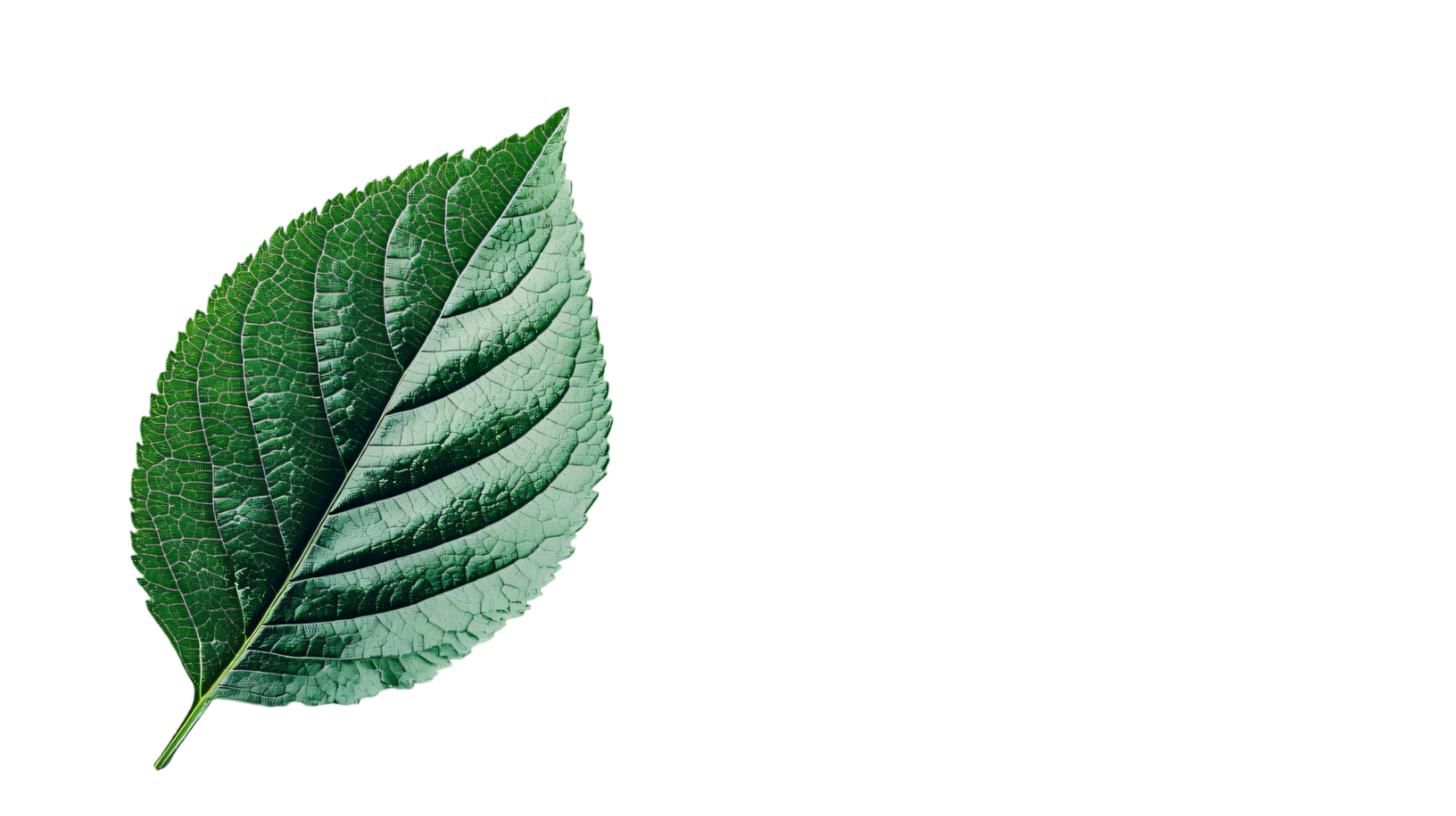 Lush green leaf close up detailed texture isolated transparent background nature photography png