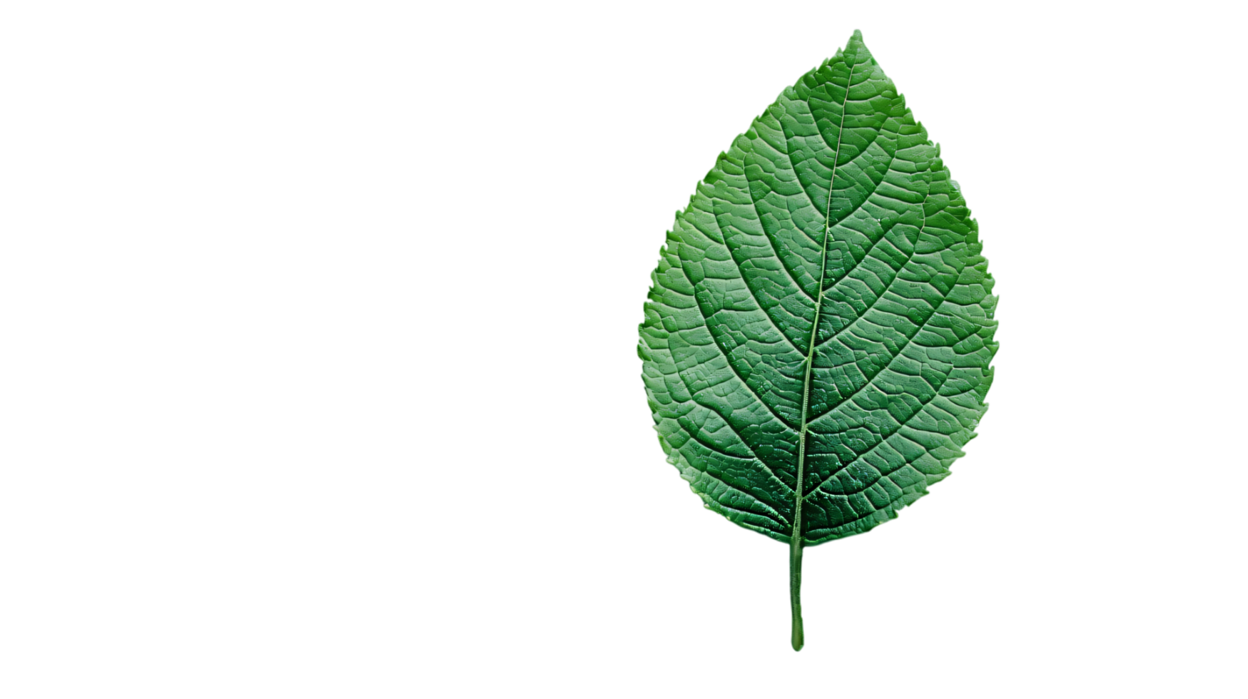 Lush green leaf isolated transparent background detailed veins nature photography png