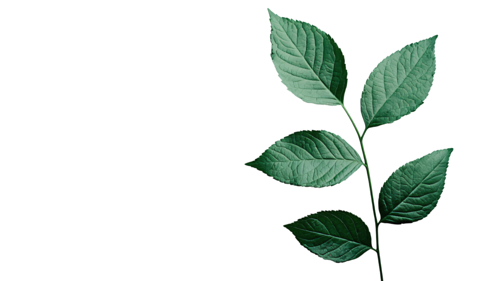 Lush green leaves branch isolated transparent background botanical nature photography png