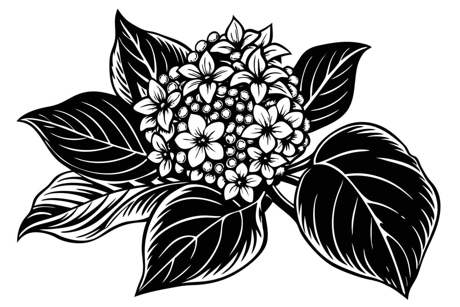 Elegant Black and White Floral Design of a Hydrangea Bouquet vector