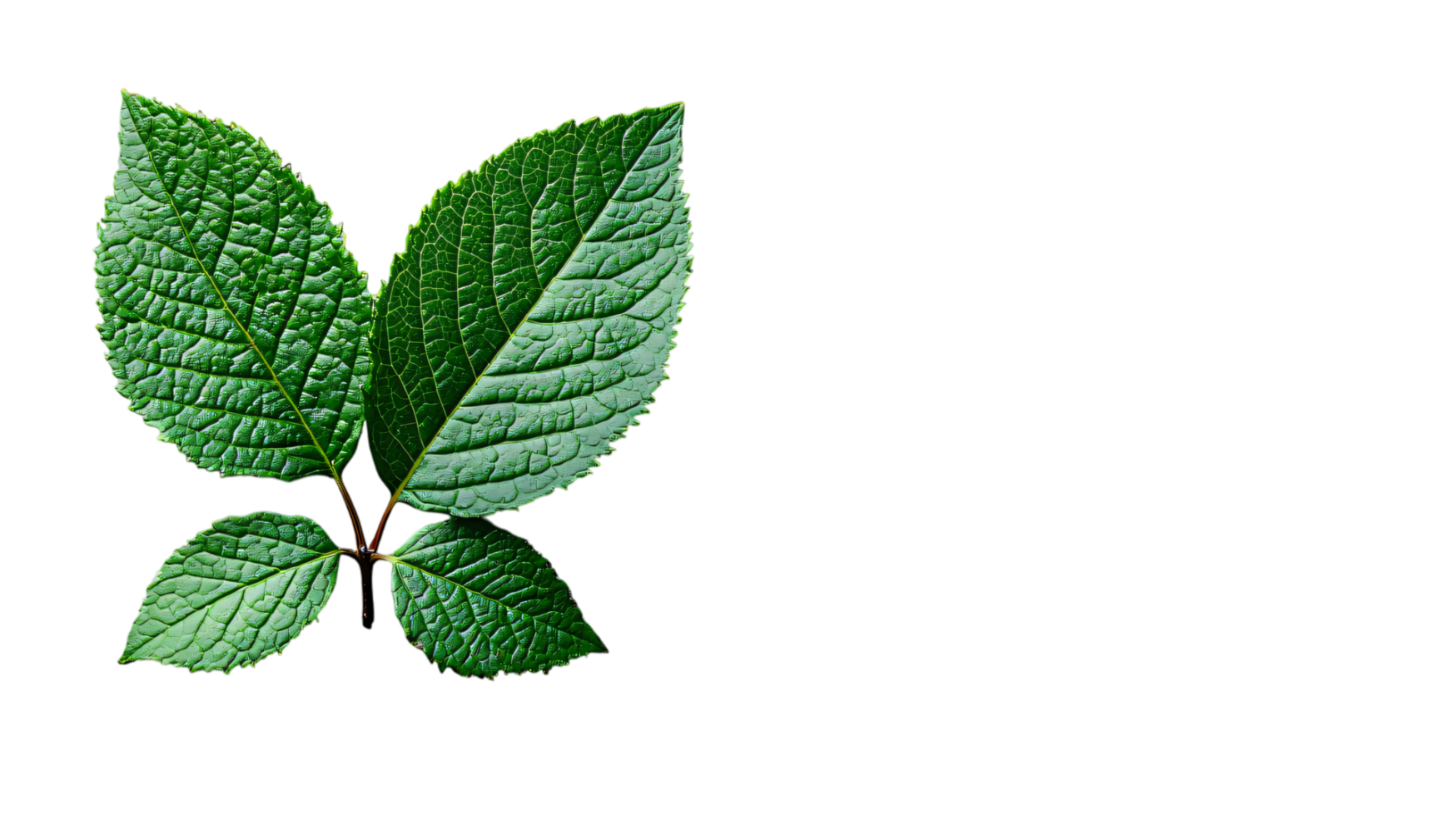 Lush green leaves transparent background vibrant nature photography botanical detail png