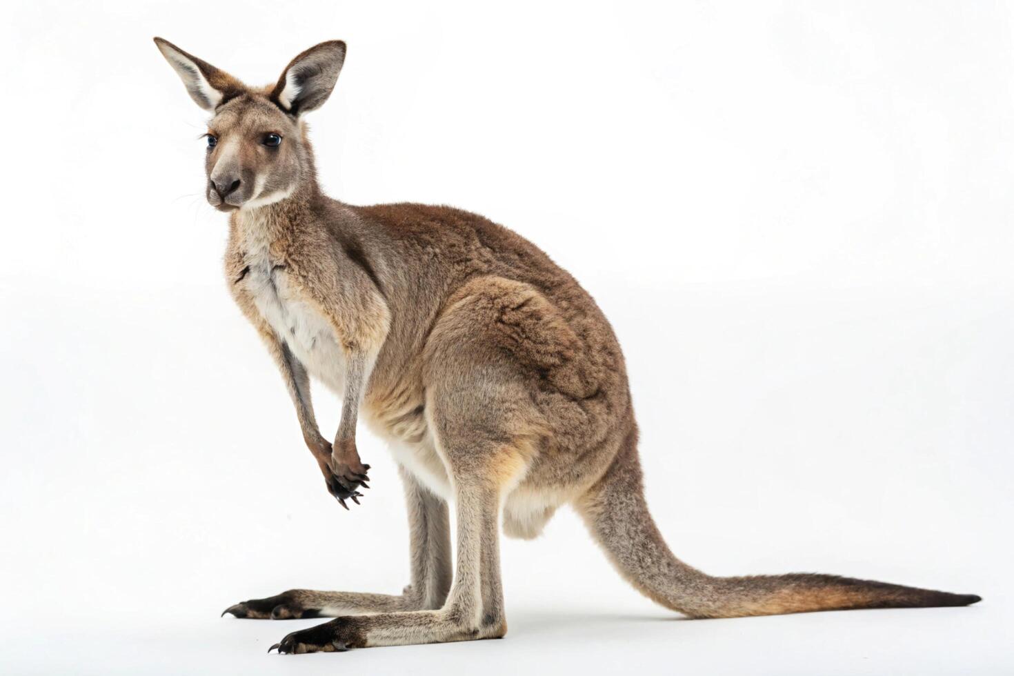 Old Age Australian Kangaroo Looking At Camera Isolated On White Background photo