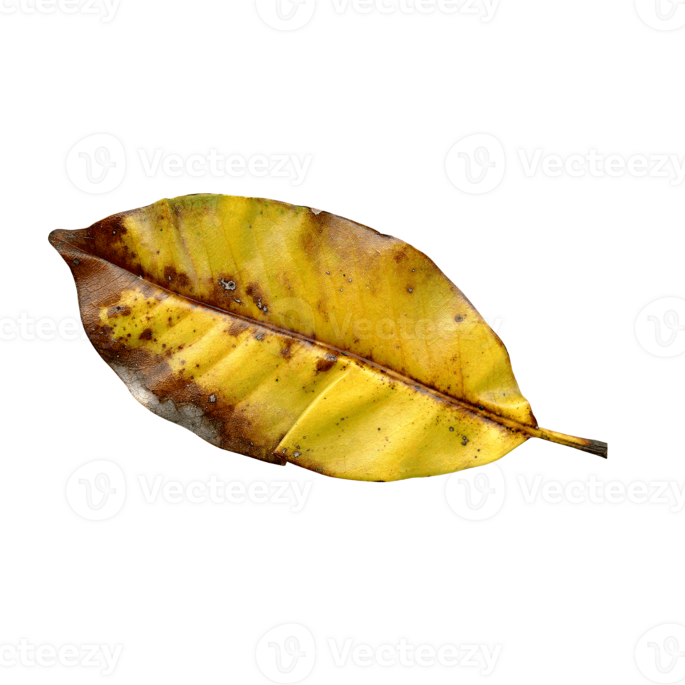 a yellow leaf on a transparent background png