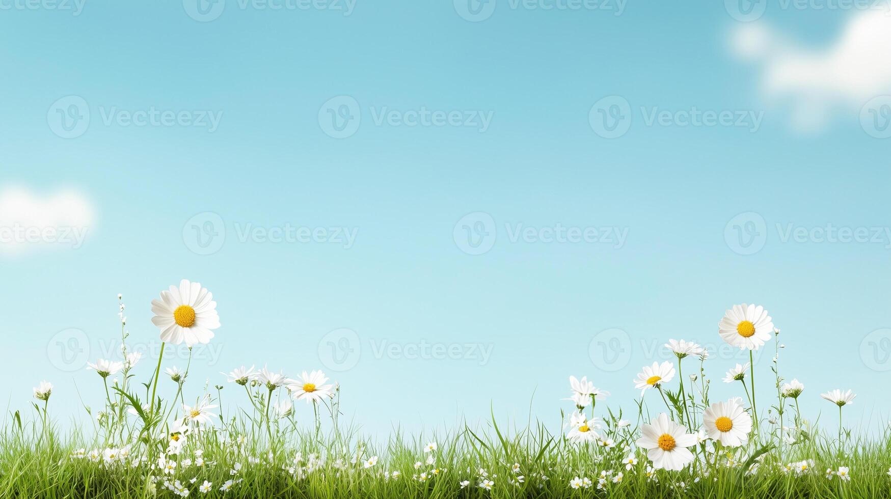 spring nature background with white daisy flowers growing in green grass under blue sky with copy space photo