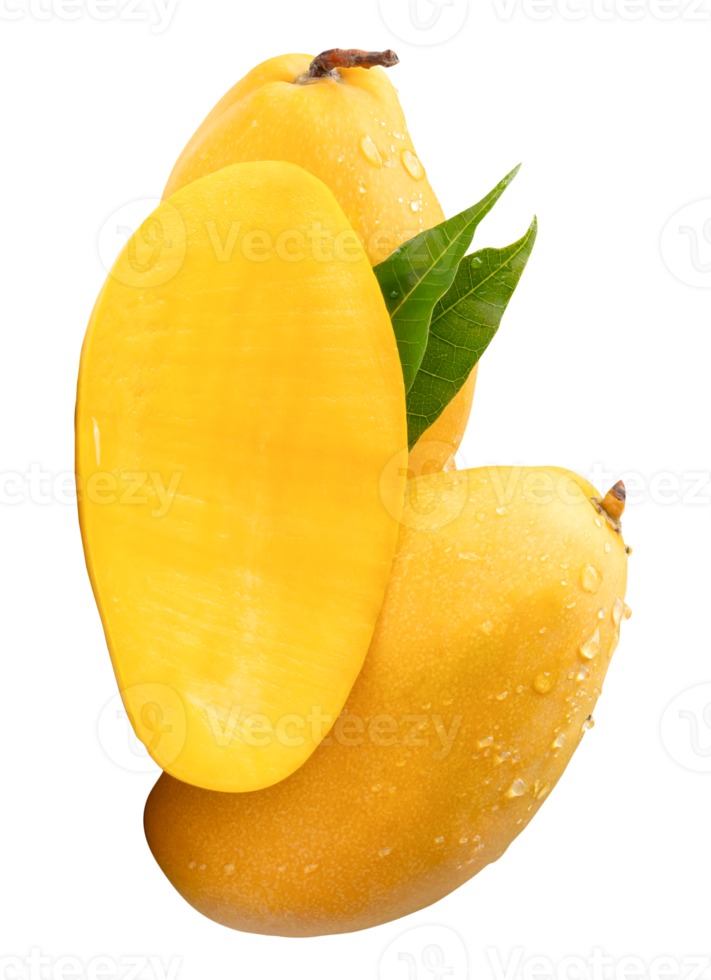 Ripe yellow mango fruits and half with green leaves and water droplets in stack isolated with clipping path in file format png
