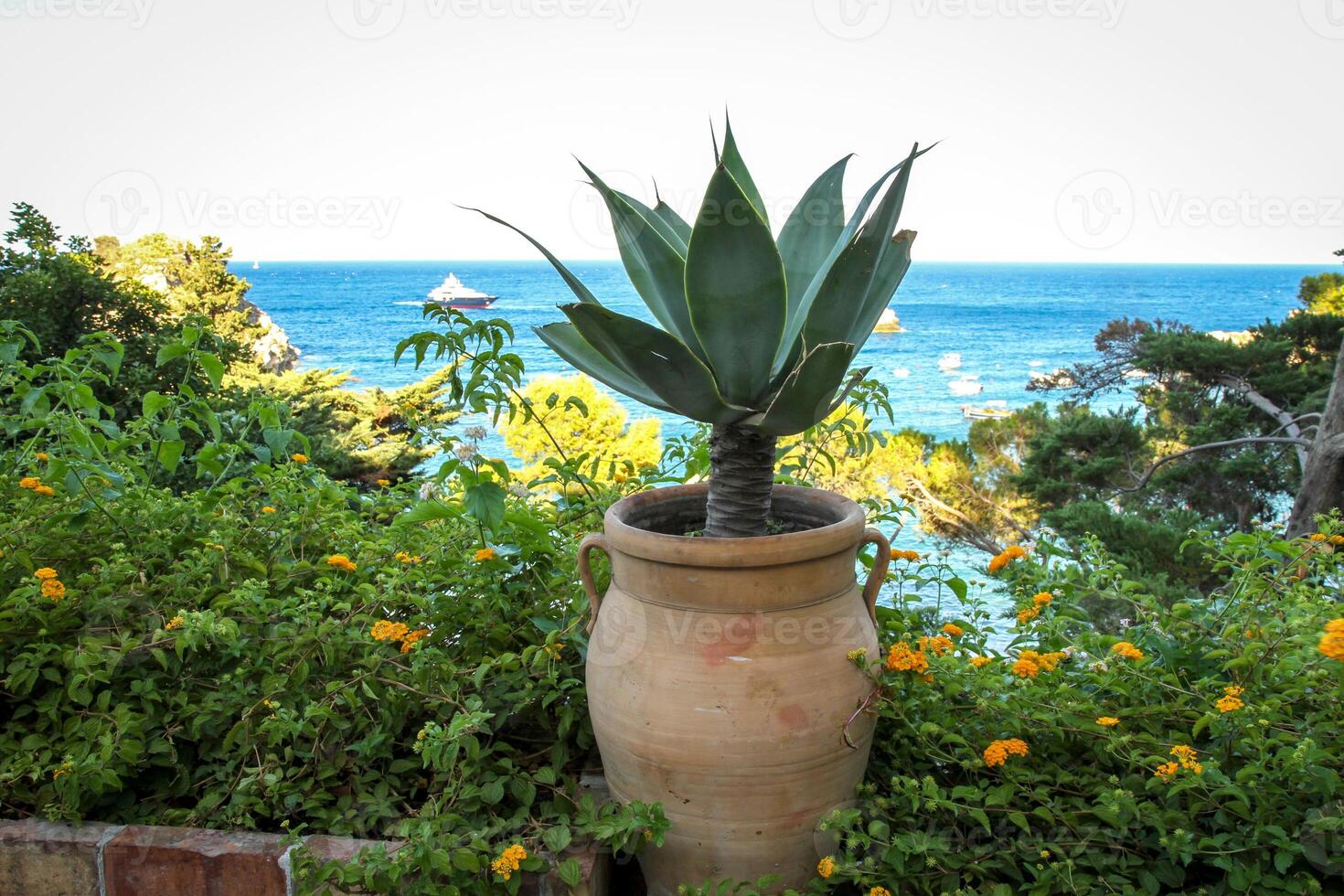 A Mediterranean corner of nature, a large clay pot with agave surrounded by greenery and bright yellow flowers. photo