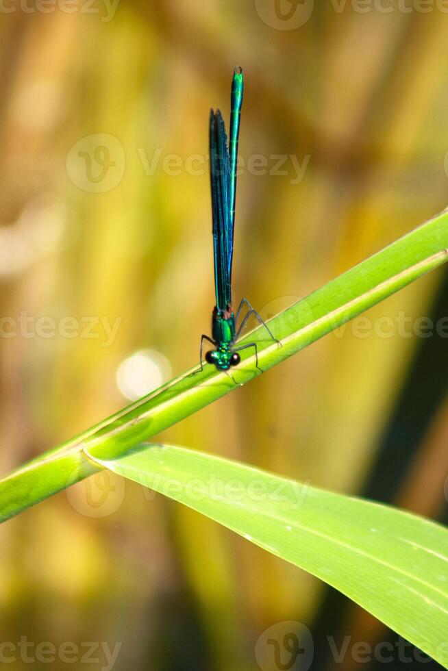 Macro shot of a bright metallic-green dragonfly perched on a fresh green leaf. The insect's shimmering body and delicate wings contrast beautifully with the soft blurred background. photo