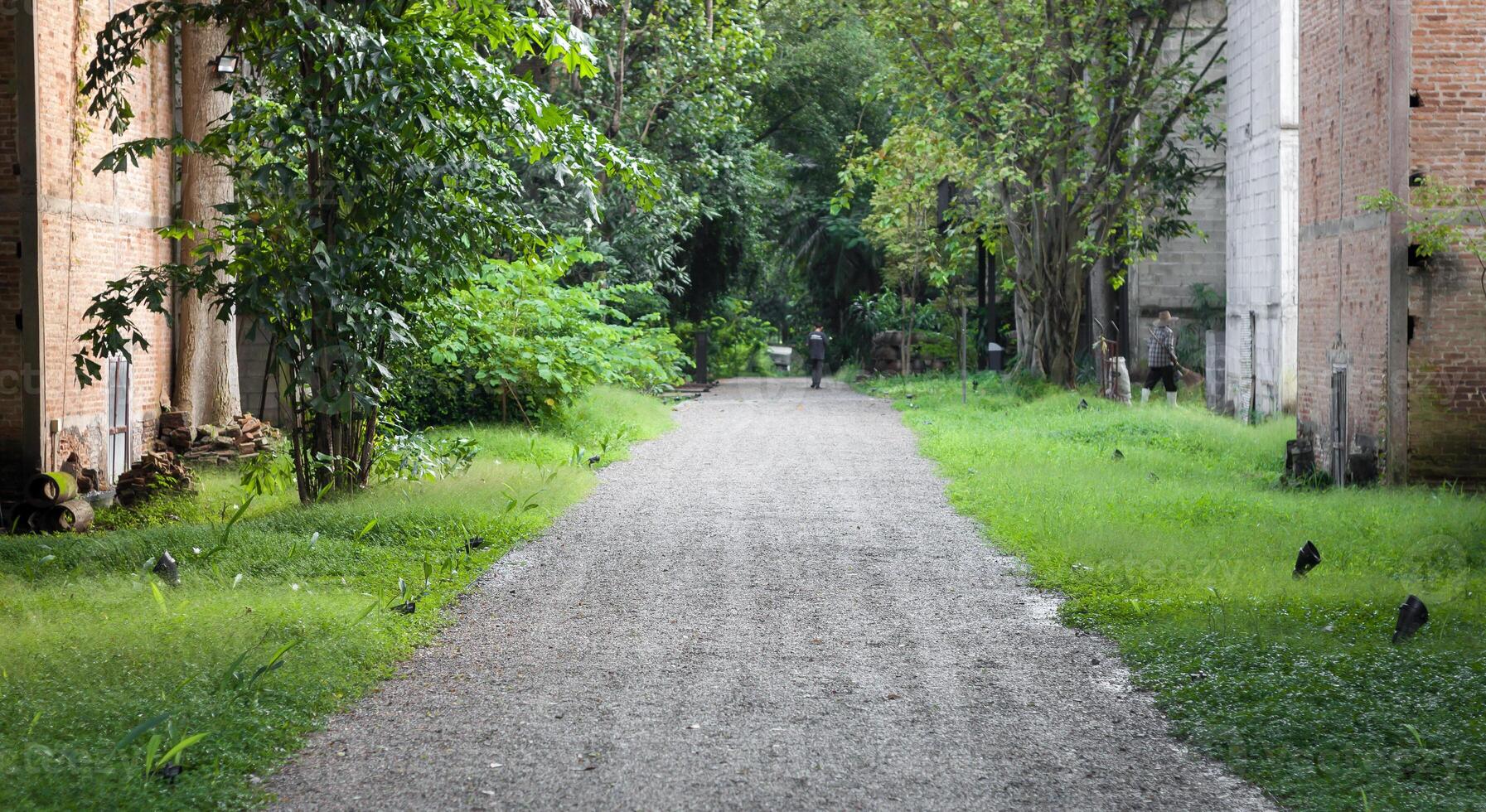 a path that is lined with trees and grass photo