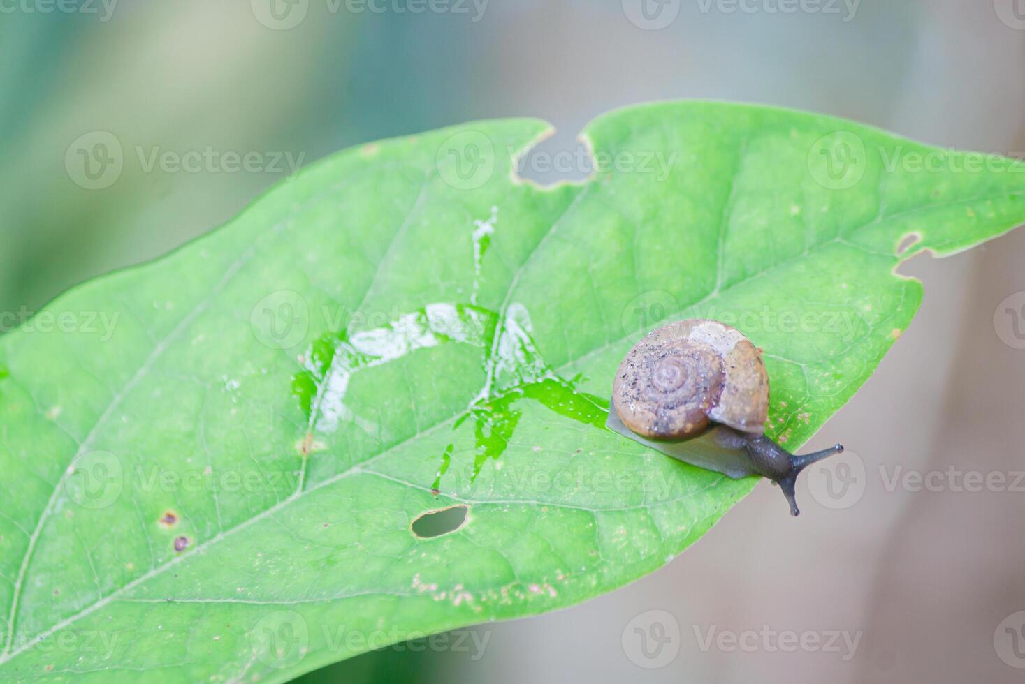 a snail crawling on a leaf photo